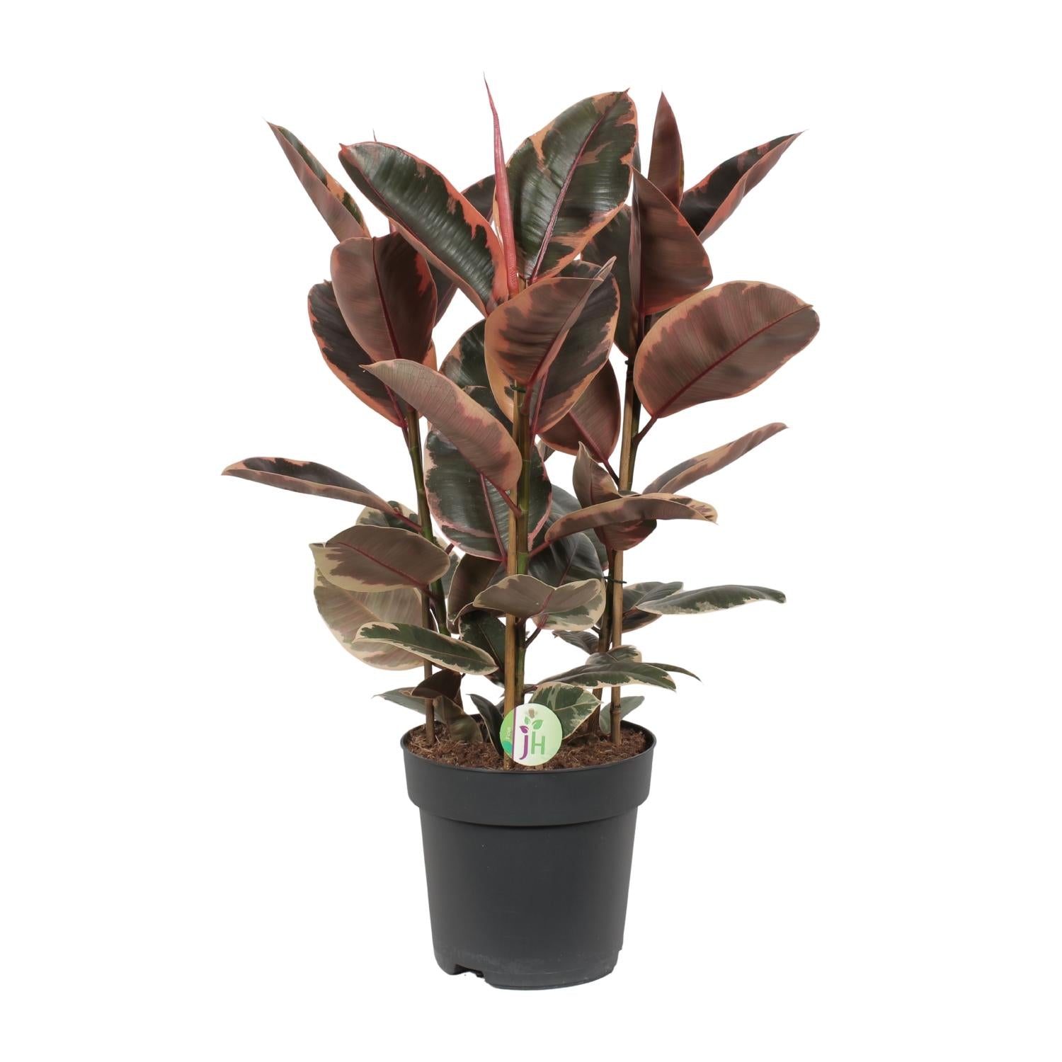 Ficus Belize - Ø27cm - ↕80cm in a black pot, showcasing large green and cream-colored leaves, perfect for a terrarium.