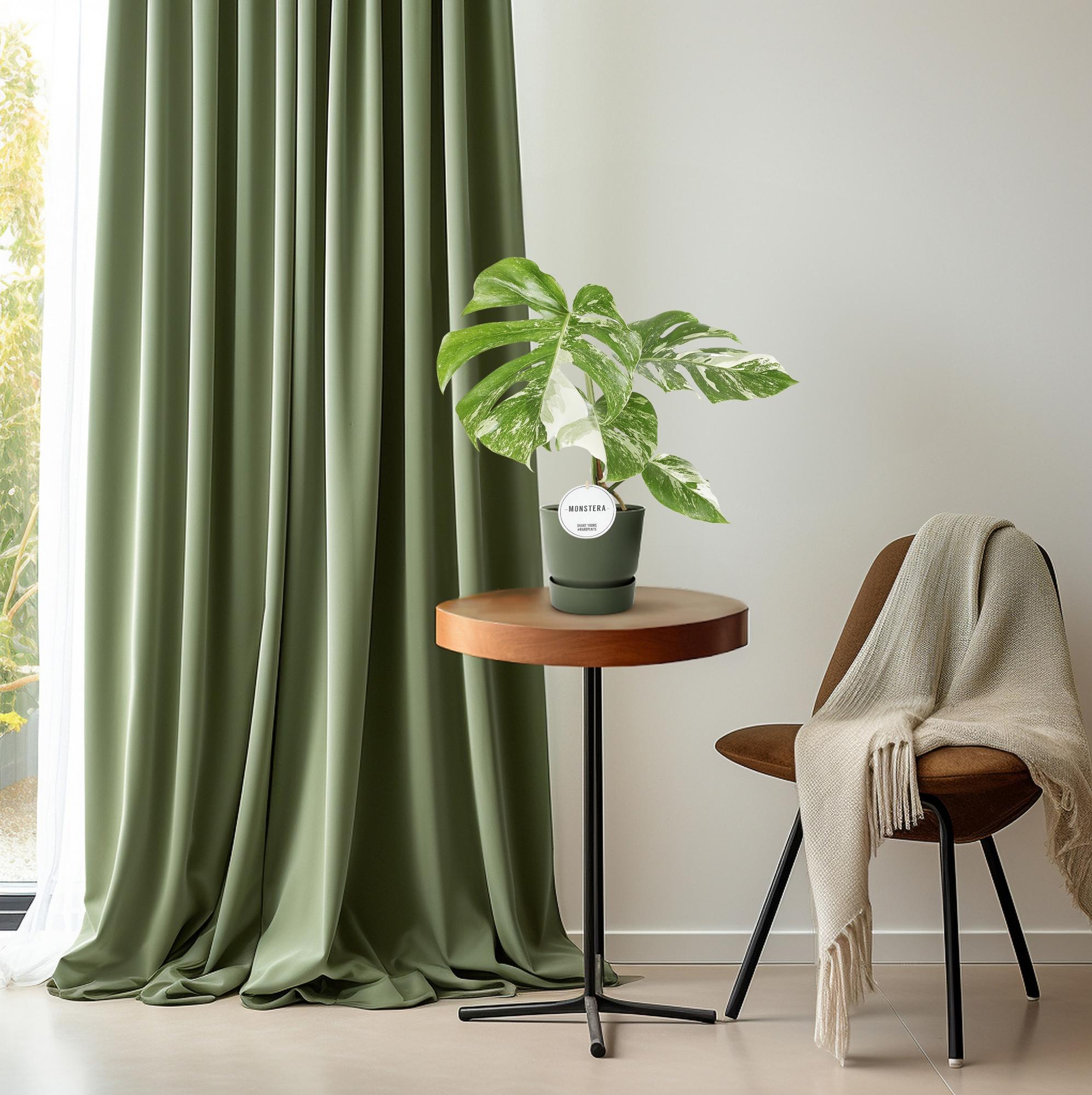Monstera Deliciosa Variegata - Ø15cm - ↕45cm in witte plantenpot, groene kamerplant op houten tafel met groene gordijnen.