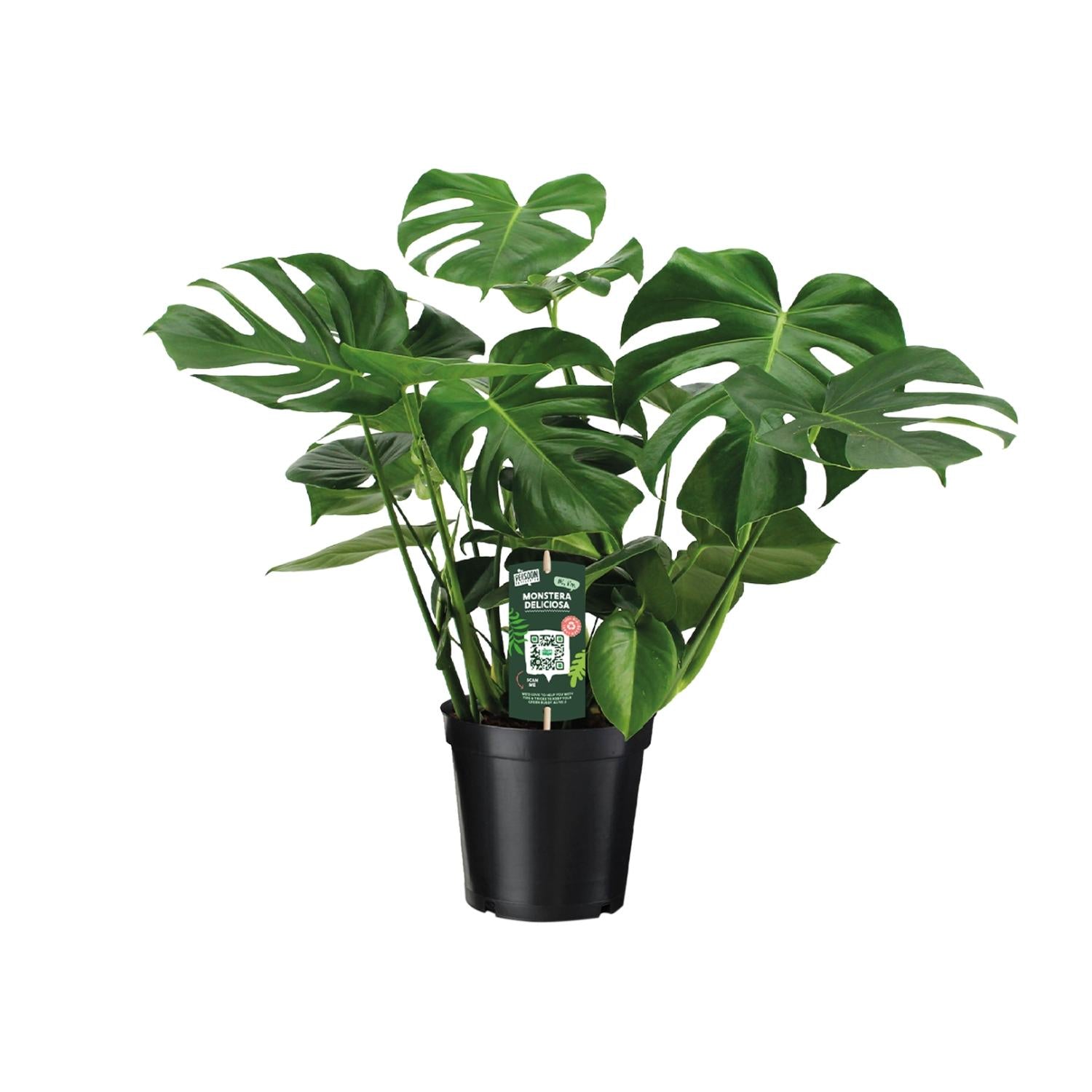 Monstera Deliciosa - Ø21cm - ↕65cm in zwarte plantenpot, groene kamerplant met gaten in de bladeren.