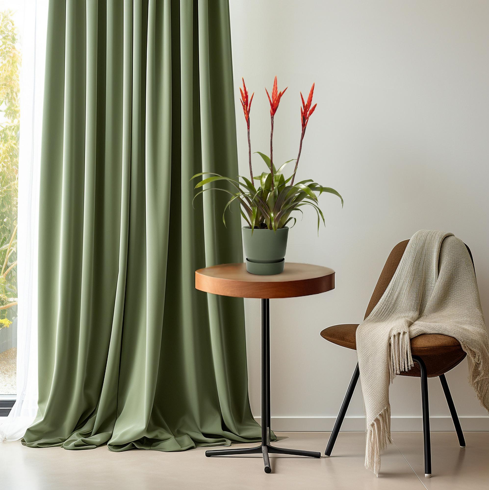 Vriesea Elan Toef - Ø12cm - ↕55cm in groene plantenpot op houten tafel naast een stoel met een deken en groene gordijnen.