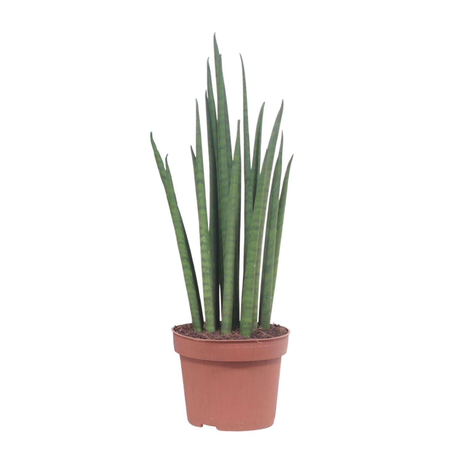 Sansevieria Mikado - Ø12cm - ↕40cm, groene kamerplant in een terracotta plantenpot, rechtopstaande, slanke bladeren.