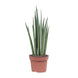 Sansevieria