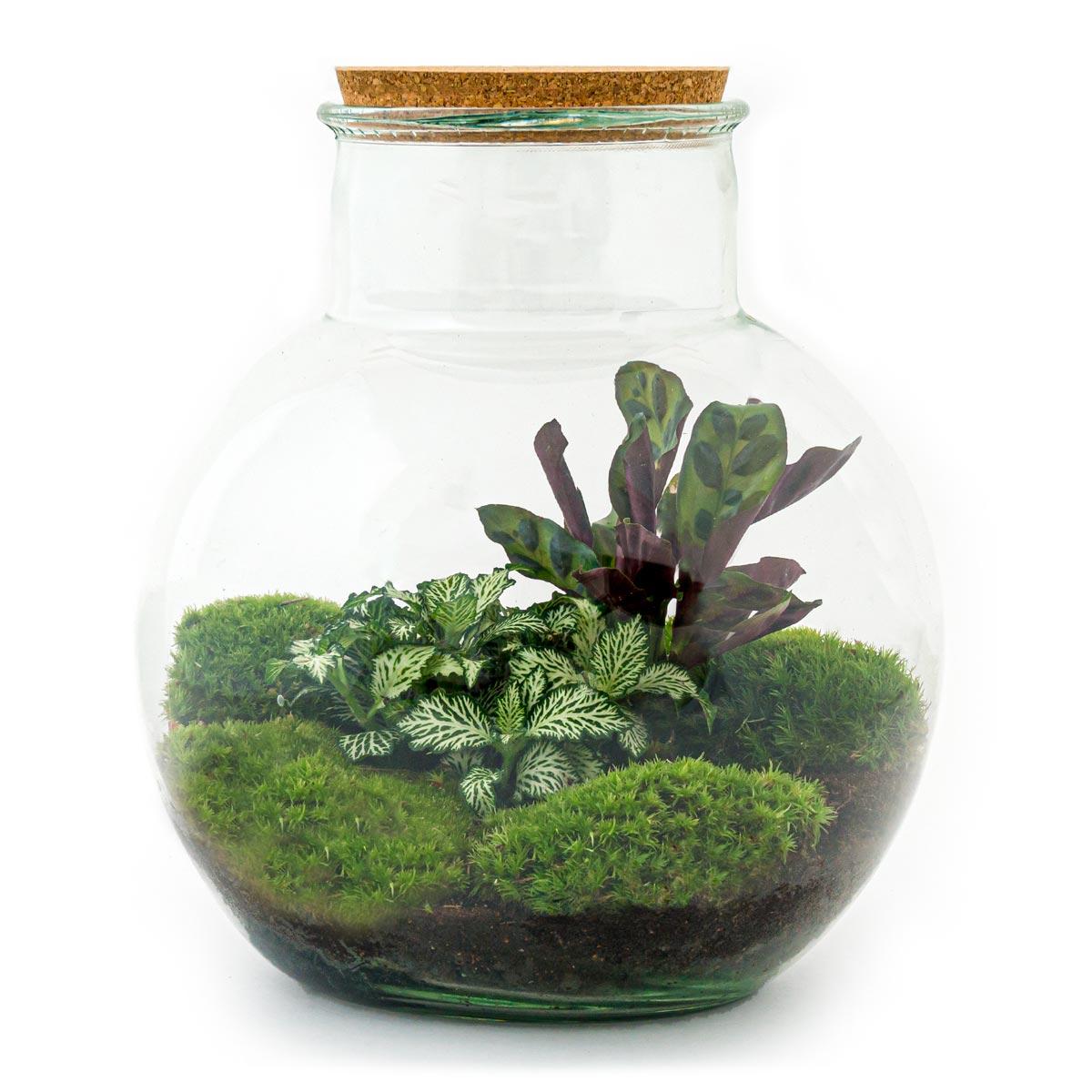 DIY terrarium - Teddy - ↕ 26,5 cm - Normal with green plants, moss, and cork lid in a glass pot.