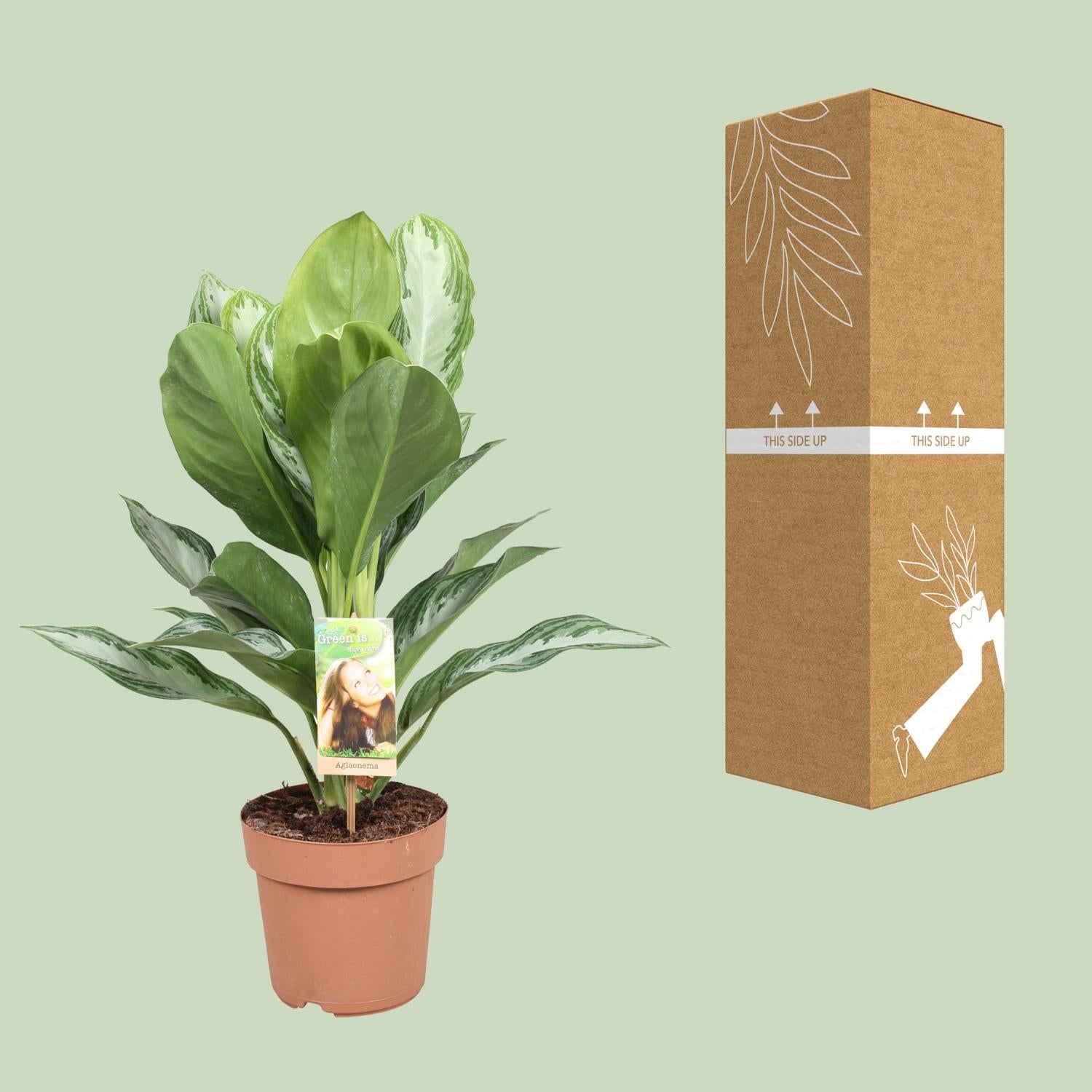 Aglaonema Silver Bay - Chinese Evergreen - Ø17cm - ↕55cm in brown pot beside its packaging on green background.