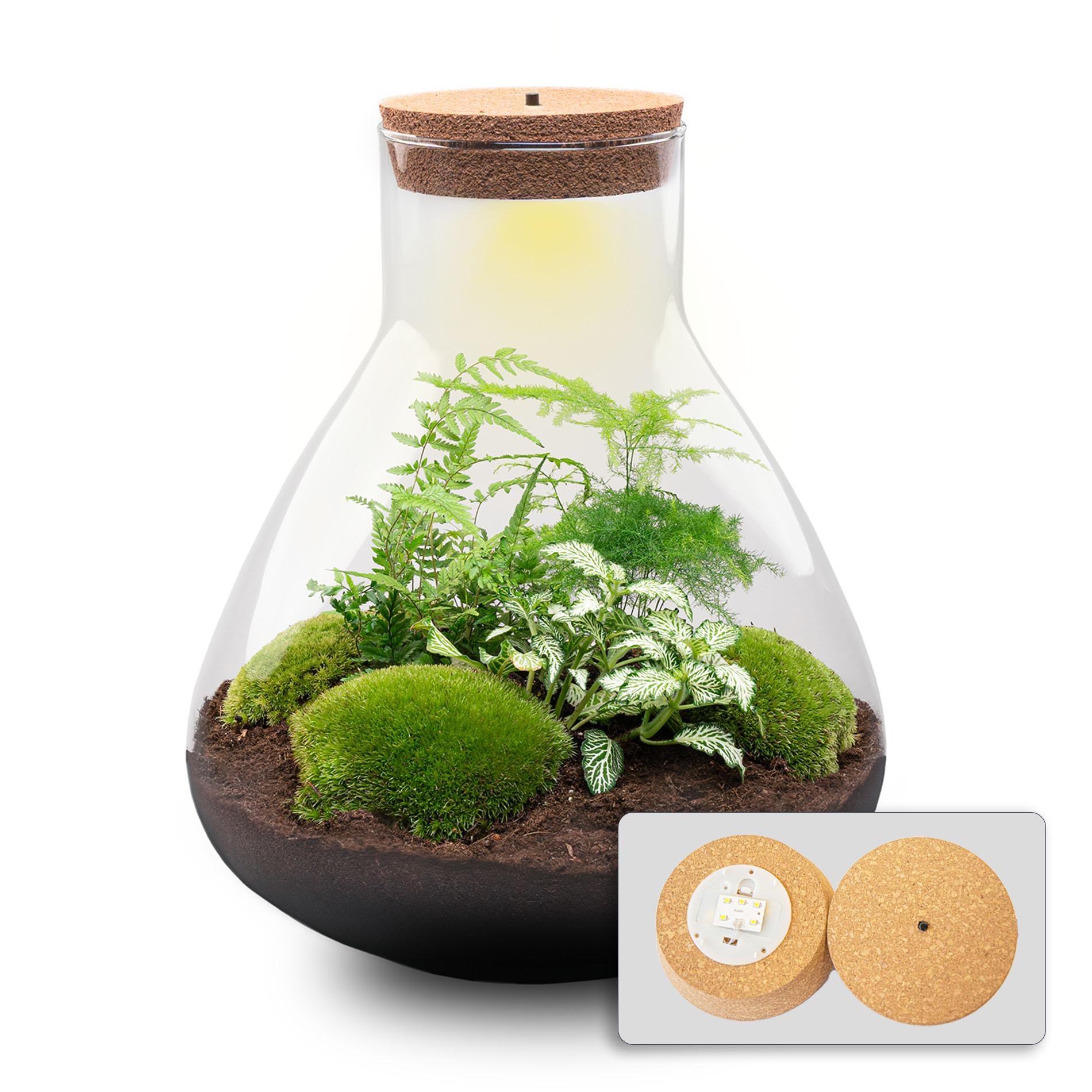 Terrarium - Sam XL + LED - ↑ 32 cm - DIY met groene planten en mos in glazen pot, Ø 29 cm, liggend op een witte achtergrond.