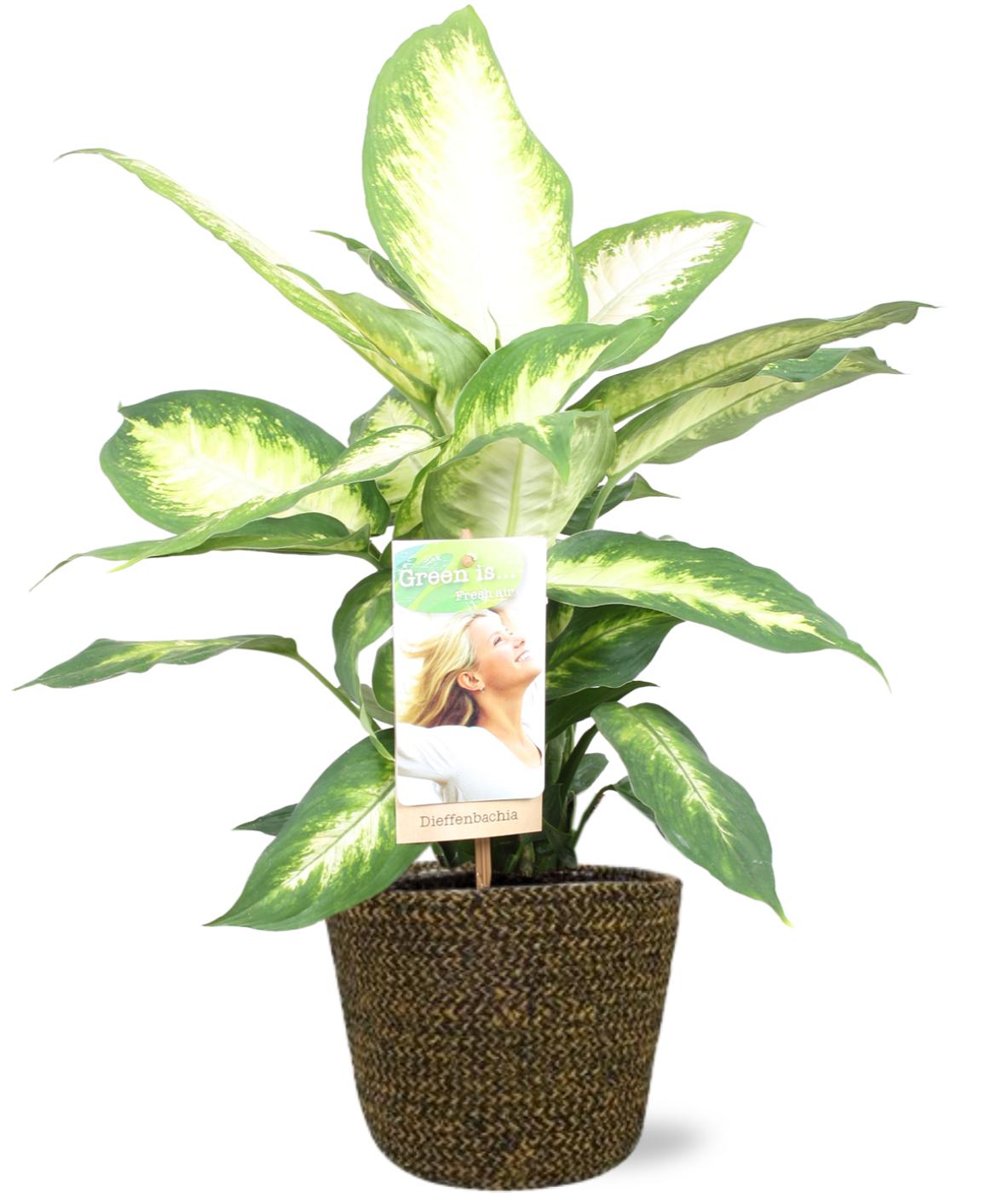 Dieffenbachia Camilla - Ø17cm - ↕45cm + Selin Pot D18x16cm - Black, groene plant in een naturel pot, kamerplant.