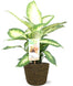 Dieffenbachia