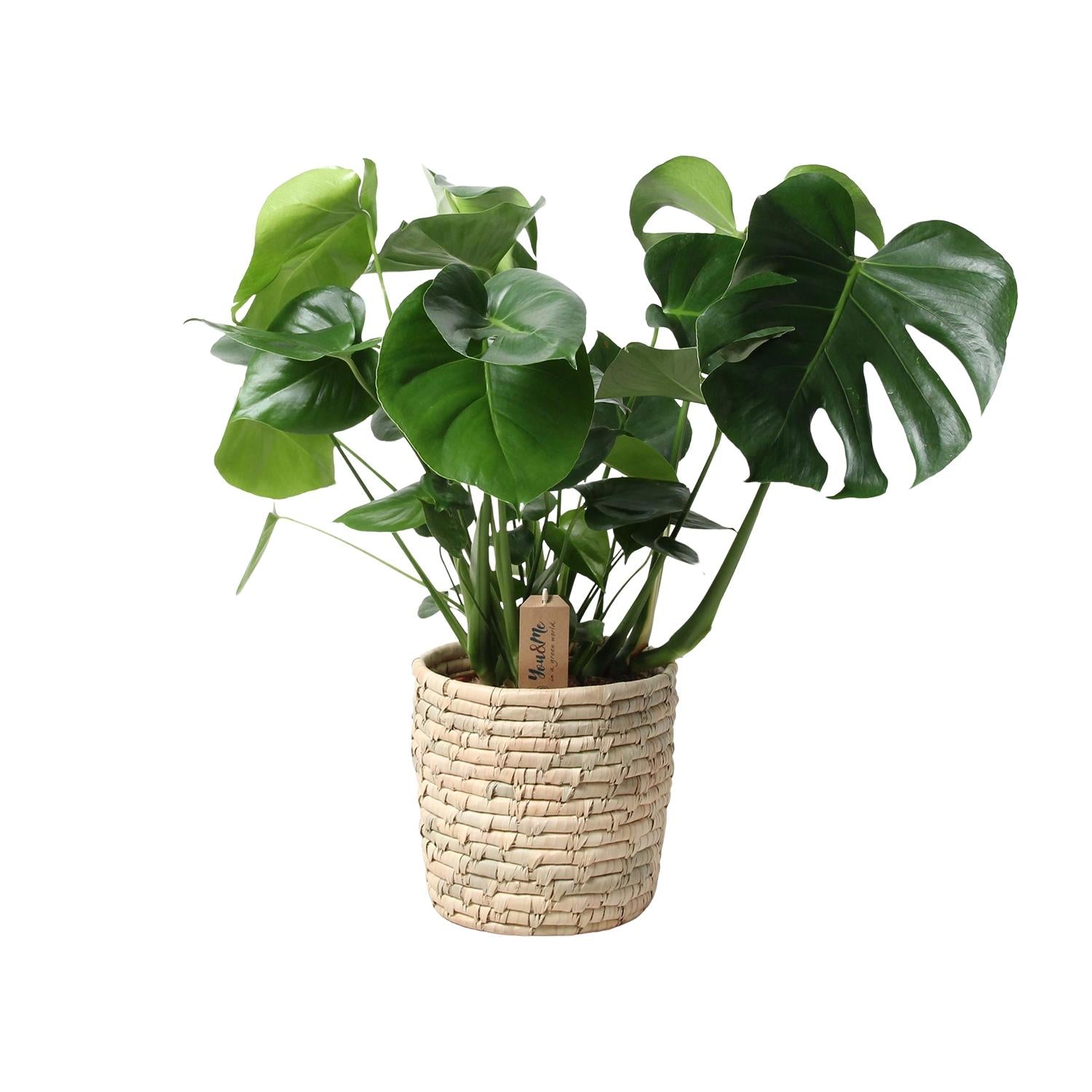 Monstera In Basket Palmleaf - Ø21cm - ↕60cm in a woven basket, featuring lush green leaves, perfect for a terrarium or indoor space.