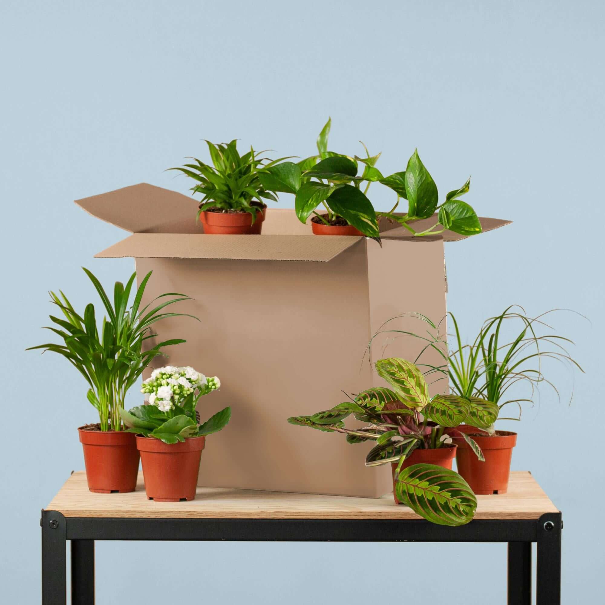 Plantenbundels zonder Potten