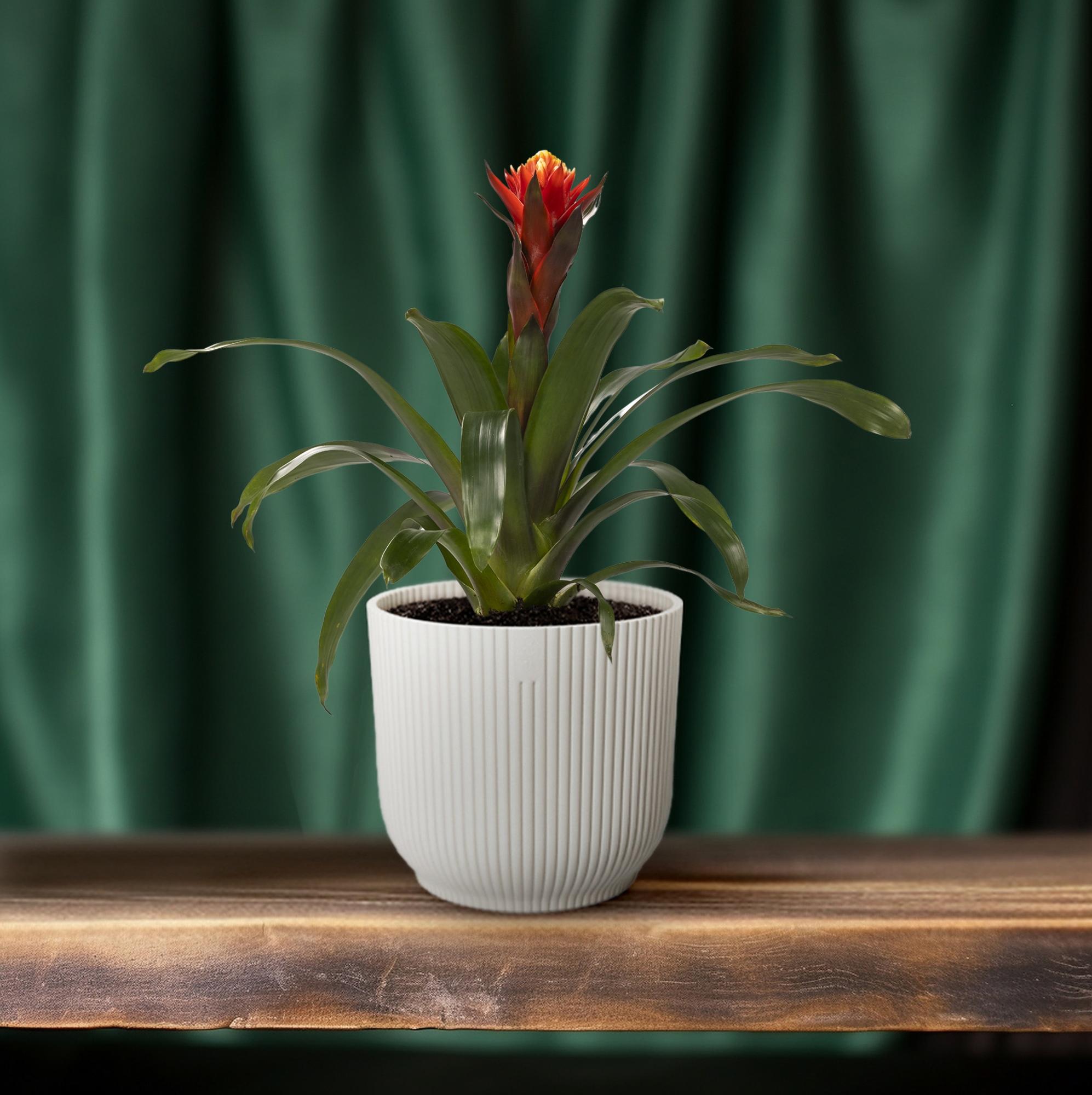 Guzmania Happiness - Ø12 ↕45 in a white ribbed pot, green leaves, and a red flower set on a wooden shelf with a dark green backdrop.