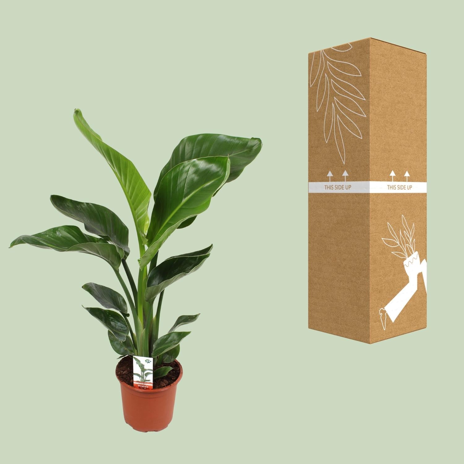 Strelitzia Nicolai 17 Cm - Ø17cm - ↕70cm in a reddish-brown pot with green leaves, next to its cardboard packaging.