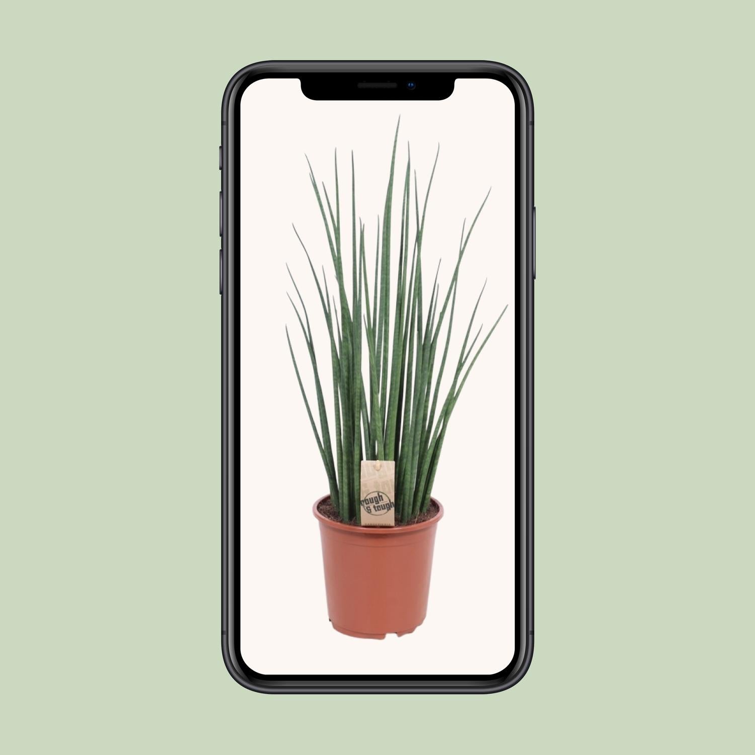 Sansevieria Mikado - Ø19cm - ↕70cm in een bruine plantenpot, groene kamerplant met lange, rechte bladeren.