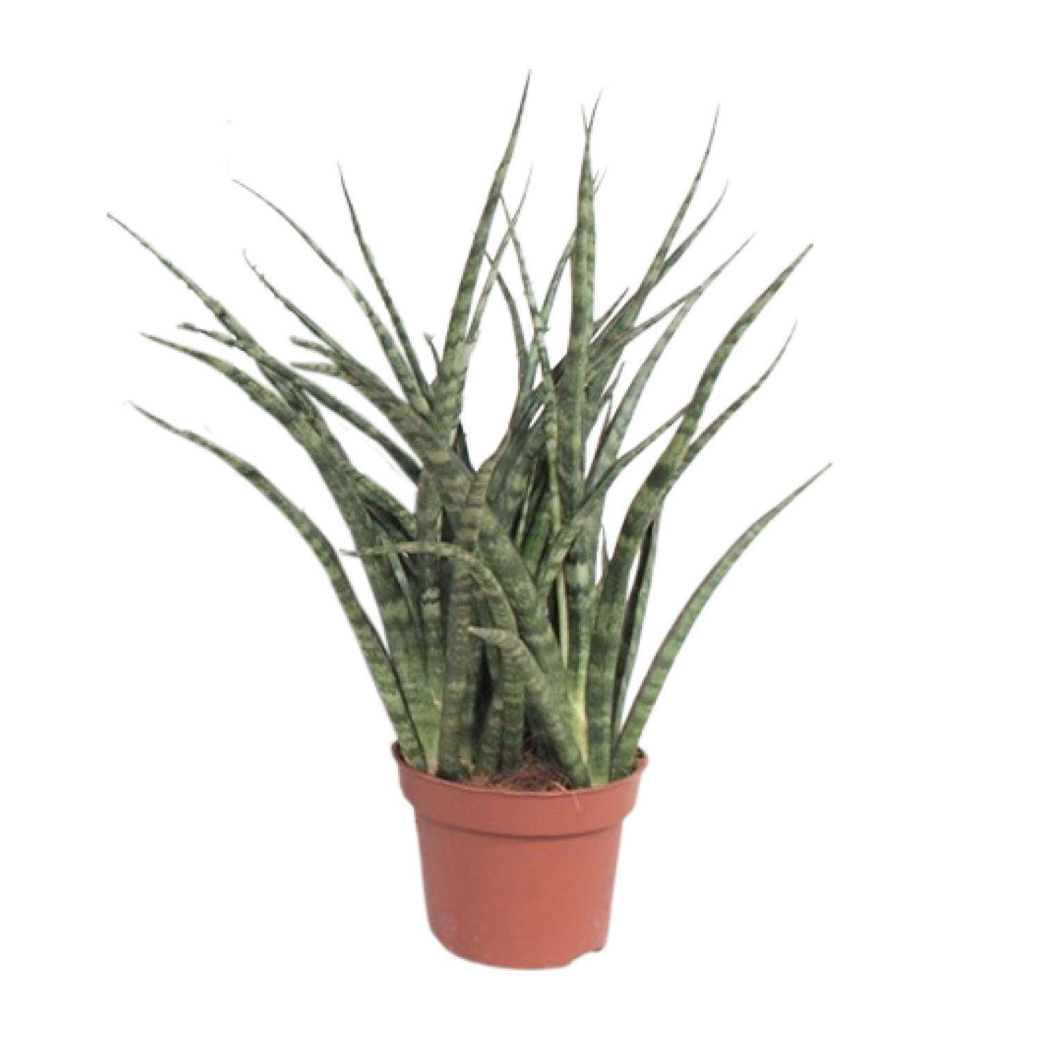 Sansevieria Fernwood Punk - Ø12cm - ↕35cm in a brown planter, featuring tall green leaves in an indoor setting.