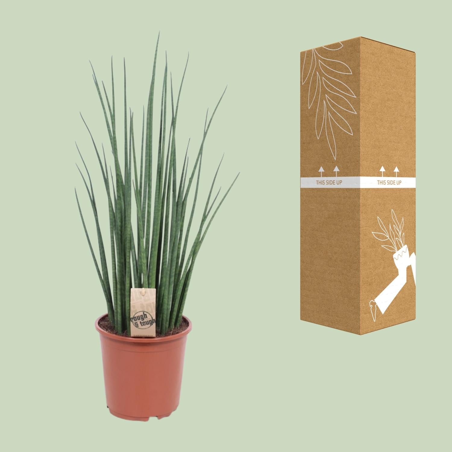 Sansevieria Mikado - Ø19cm - ↕70cm in a brown pot, placed against a light green background with packaging.