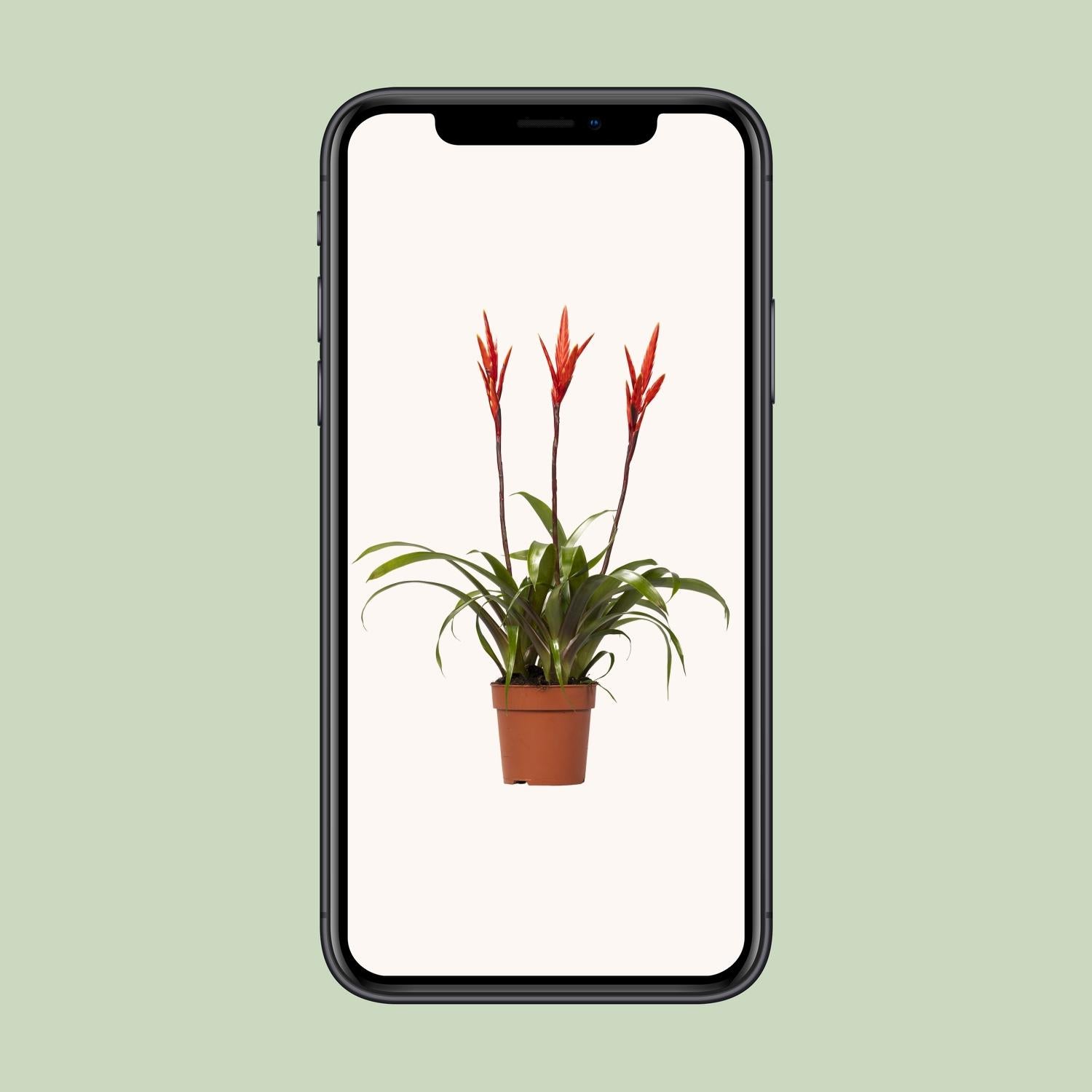 Vriesea Elan Toef - Ø12cm - ↕55cm, groene plant in een terracotta plantenpot, staand op een effen achtergrond.