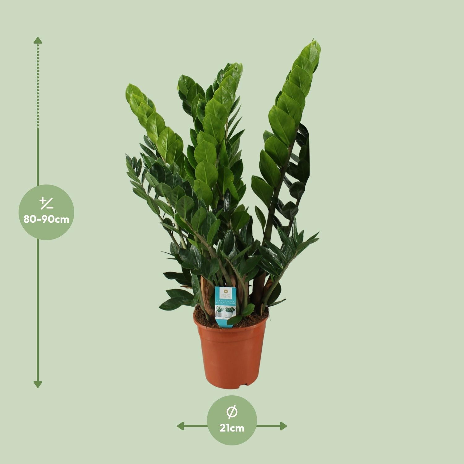 Zamioculcas Zamiifolia - Ø21cm - ↕80cm in bruine plantenpot, groene kamerplant met glossy bladeren, lichte achtergrond.
