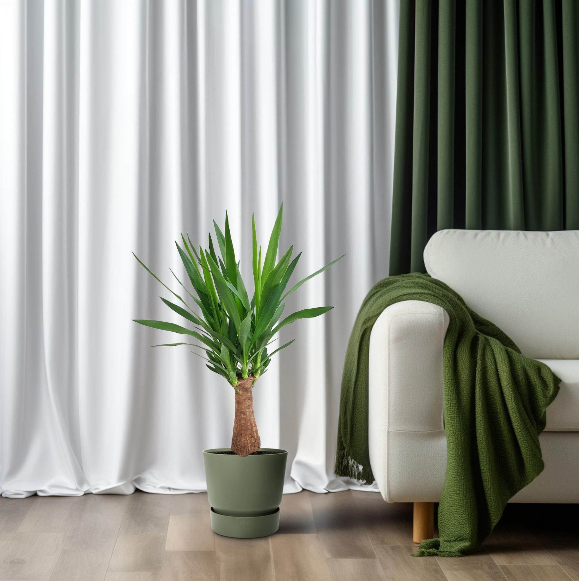 Yucca "Maya Tree" 30stam P19 - Ø19cm - ↕80cm in groene plantenpot, geplaatst naast een lichte bank en gordijnen.
