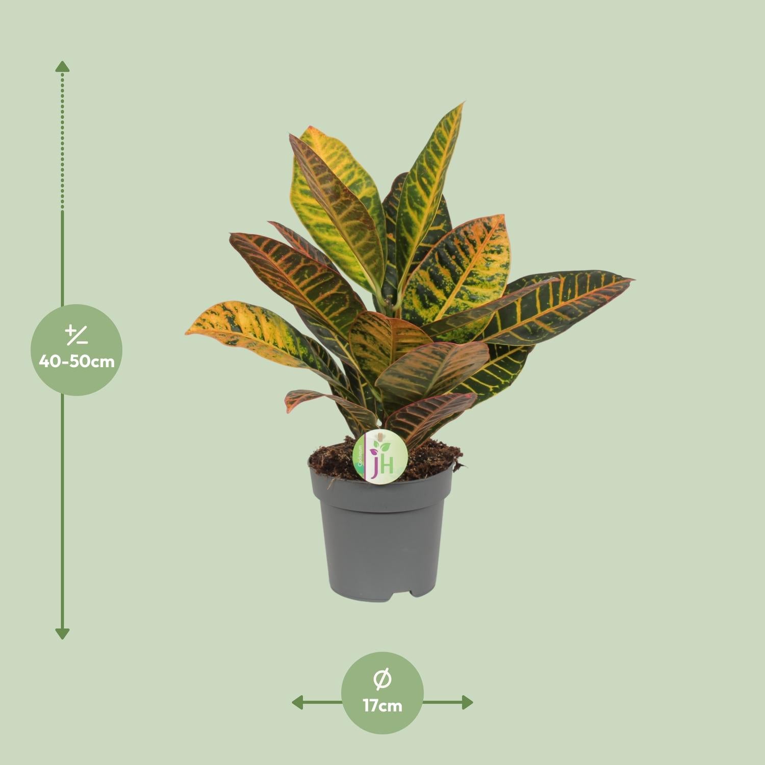 Codiaeum Petra - Croton - Ø17cm - ↕45cm in een grijze plantenpot met kleurrijke bladeren, tegen een groene achtergrond.