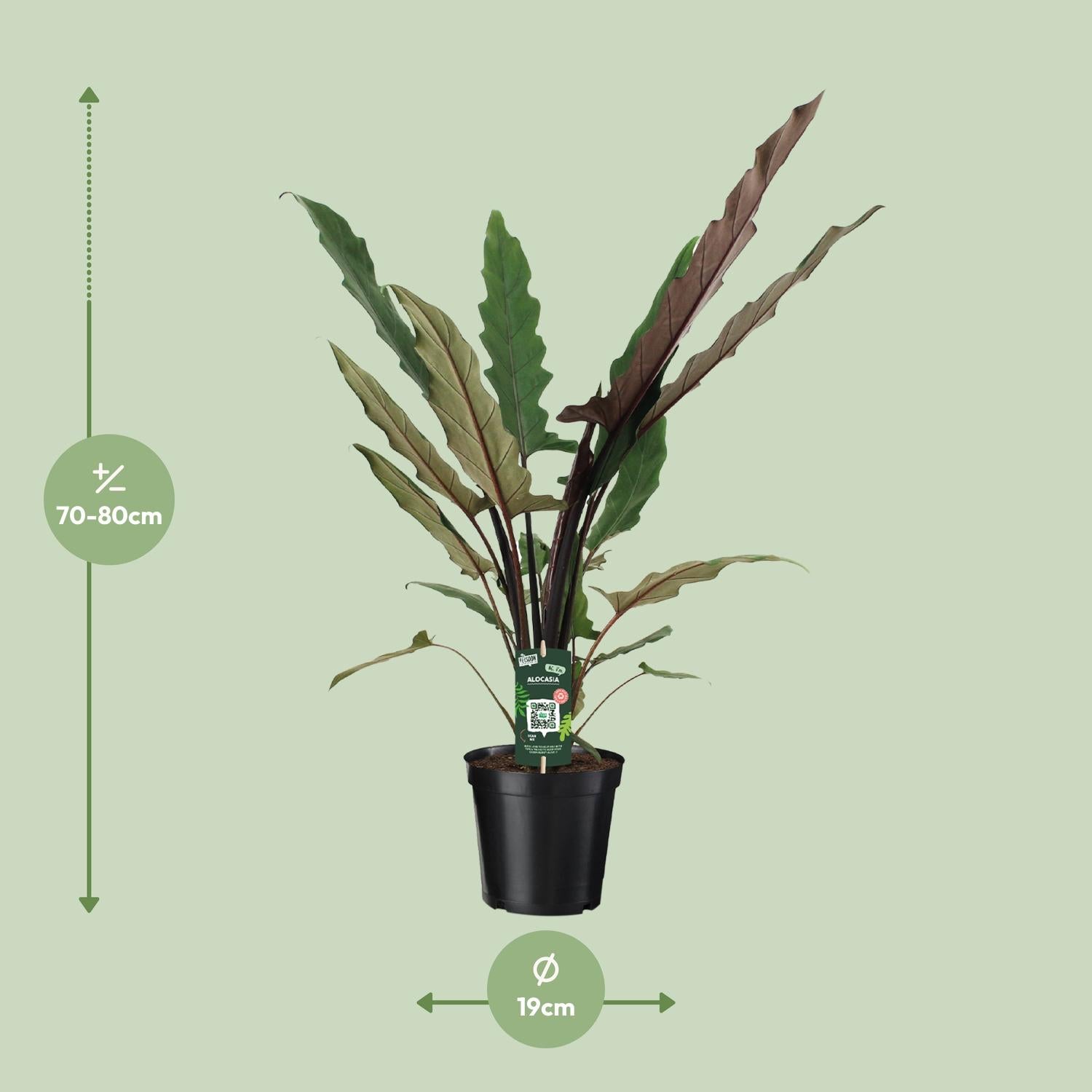 Alocasia Lauterbachiana - Ø19cm - ↕80cm in zwarte plantenpot, groene plant met lange bladeren in lichte omgeving.