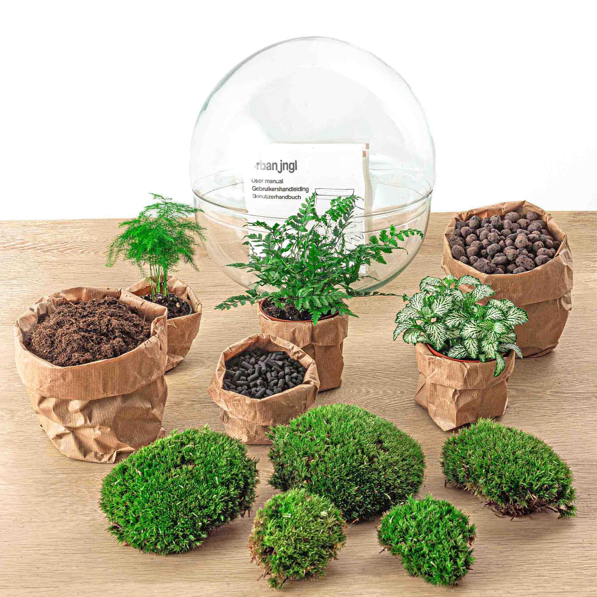 DIY terrarium - Dome XL - ↕ 30 cm - Normal with potted plants, moss, and glass dome on wooden surface.