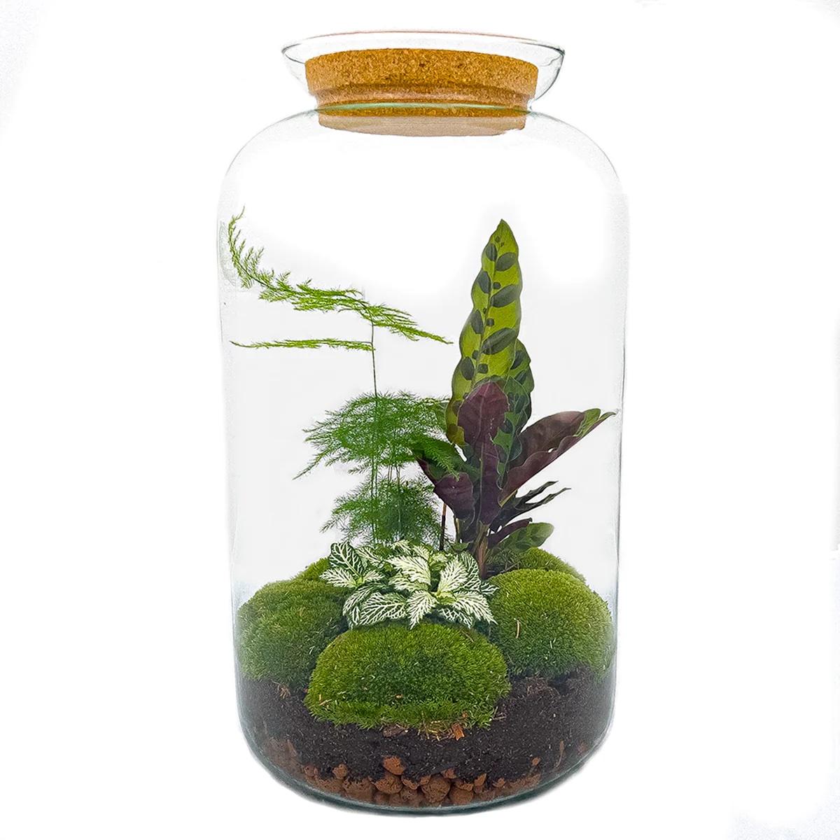 DIY terrarium - Botanical Sven XL - ↕ 43 cm - Rake + Shovel + Tweezer + Scissors in glass container with green plants.