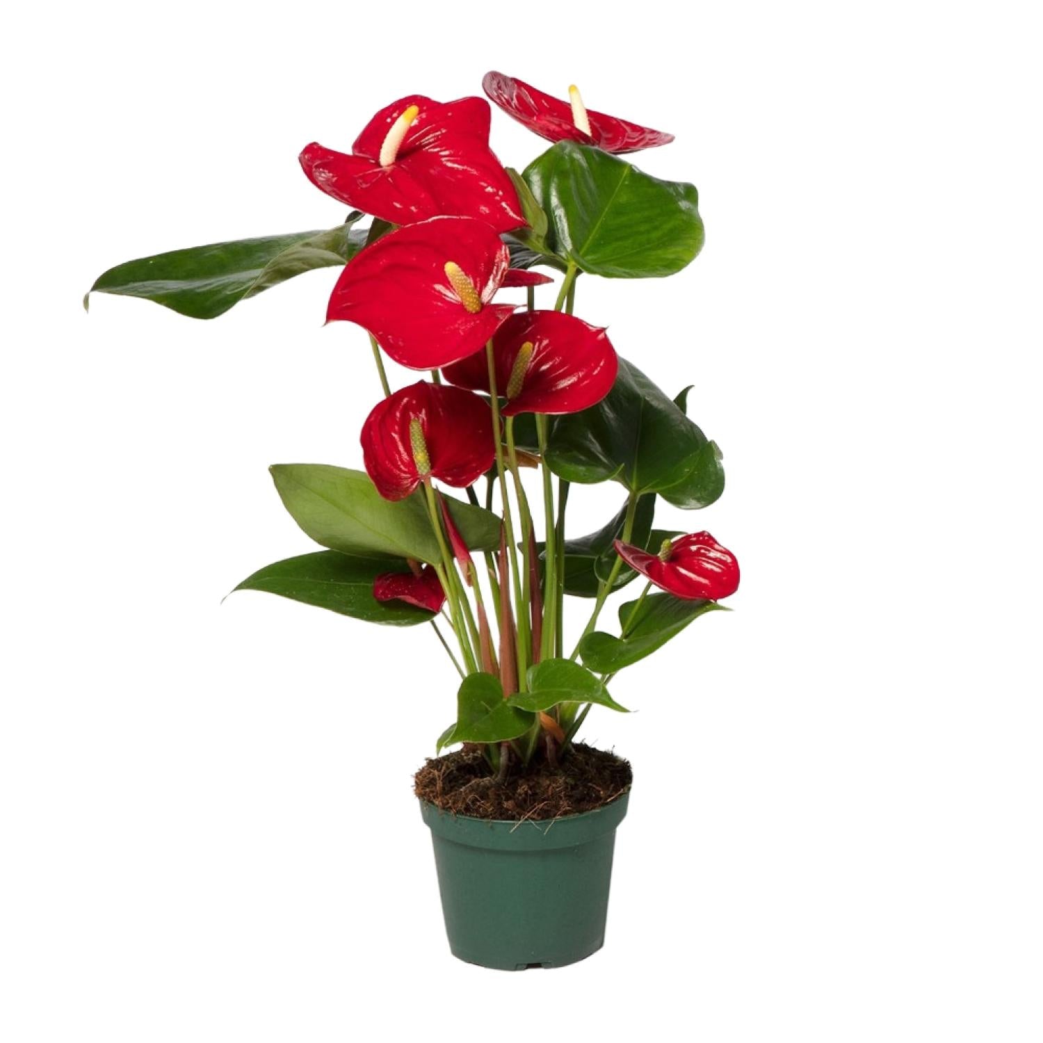 Anthurium Red - Ø17cm - ↕55cm - groene plant in een groene plantenpot met rode bloemen en glanzende bladeren.