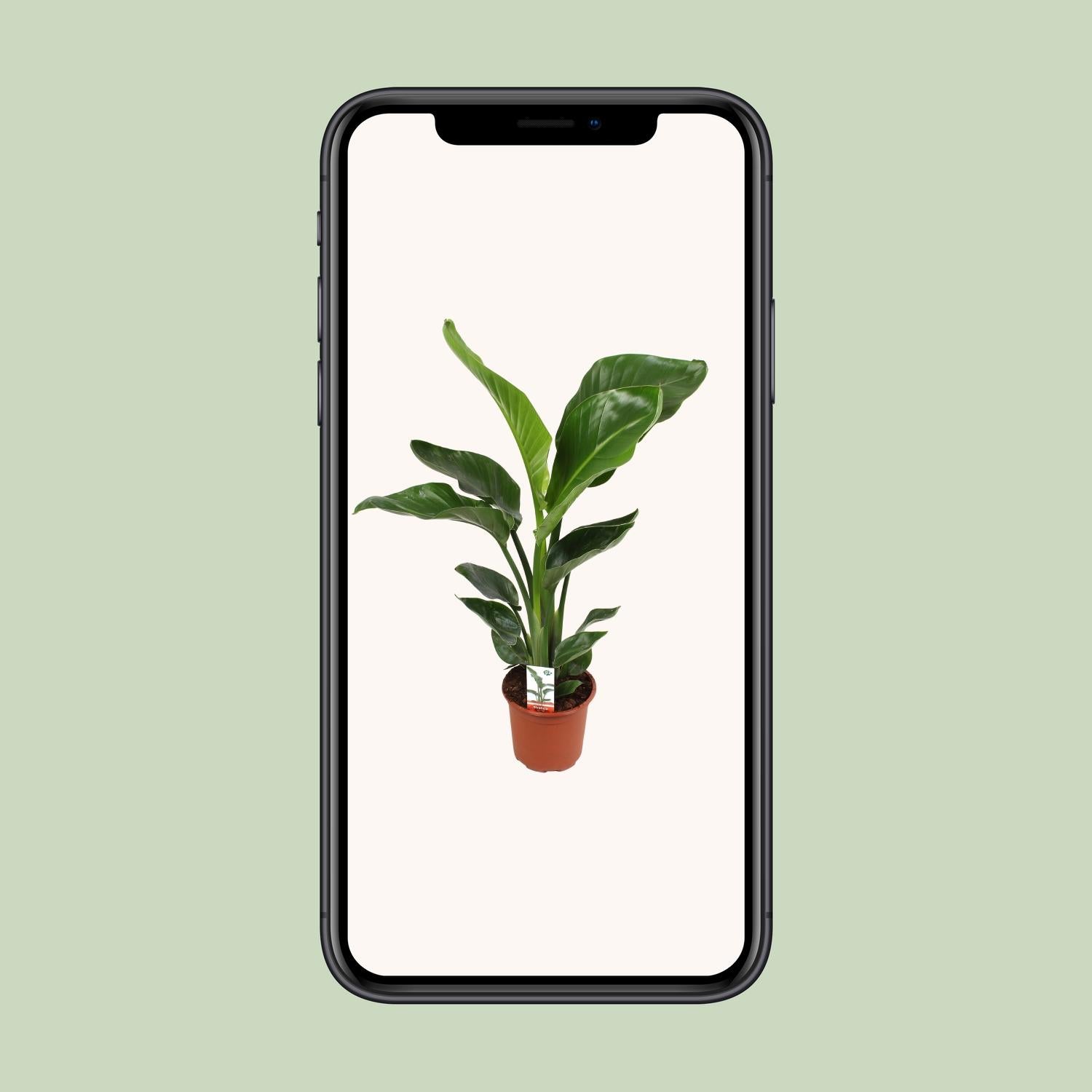 Strelitzia Nicolai 17 Cm - Ø17cm - ↕70cm in een bruine plantenpot, groene bladeren, tegen een lichte achtergrond.