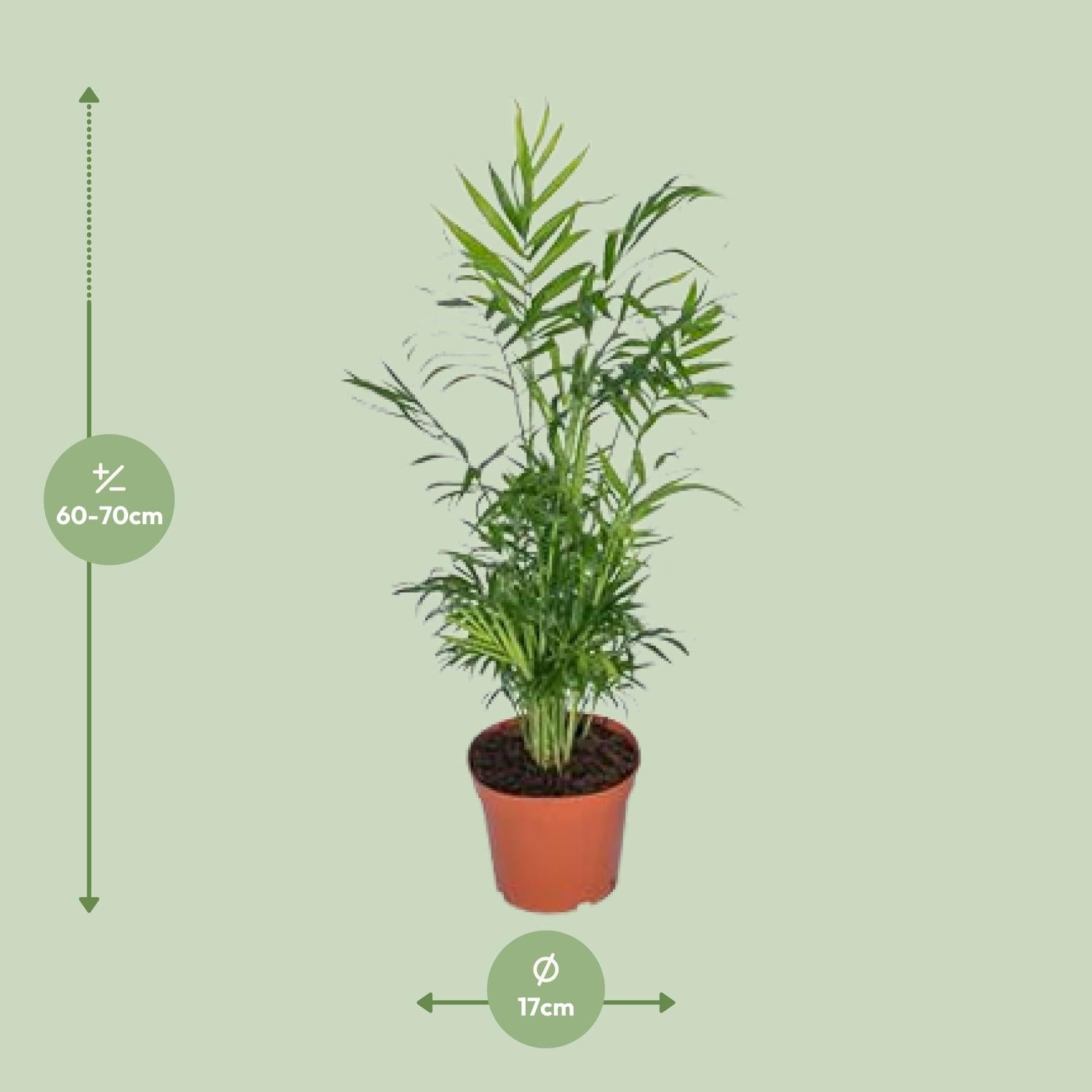 Chamaedorea Elegans - Mexican Mountain Palm - Ø17cm - ↕55cm - Ø17cm - ↕55cm in an orange pot, height 60-70cm, green leaves, placed on a light background.