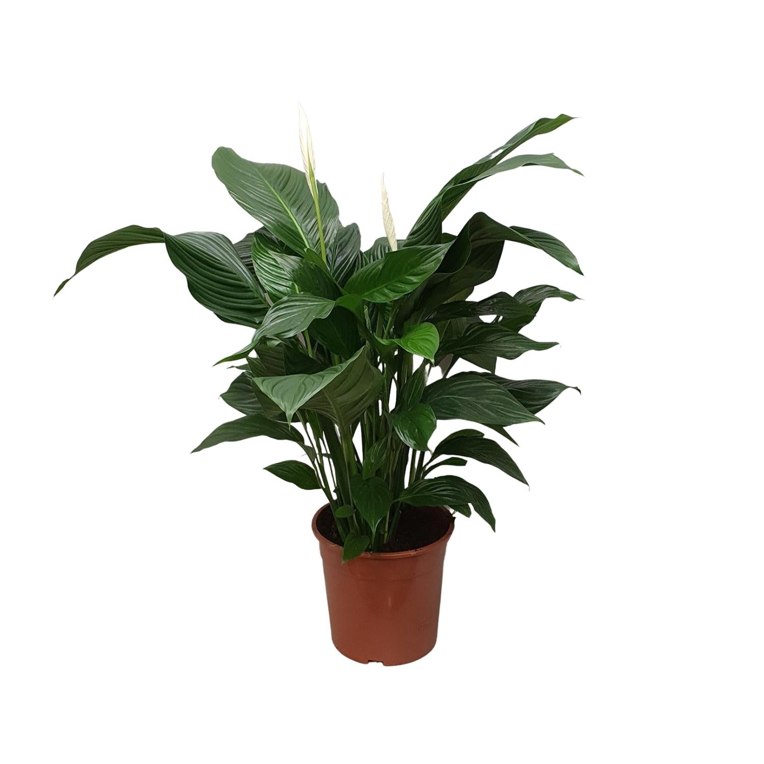 Spathiphyllum Sweet Silvana - Ø24cm - ↕80cm in a brown pot, indoor green plant with large leaves and white flowers.