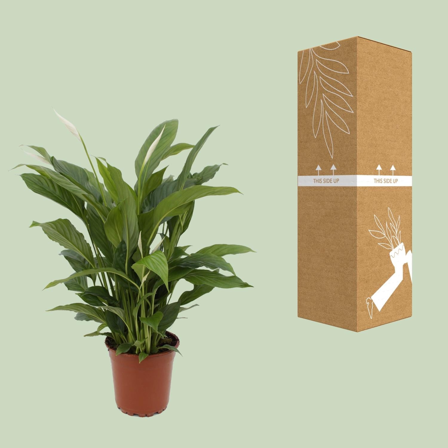 Spathiphyllum Torelli P17 - Ø17cm - ↕65cm in een bruine plantenpot met een kartonnen verpakking ernaast.