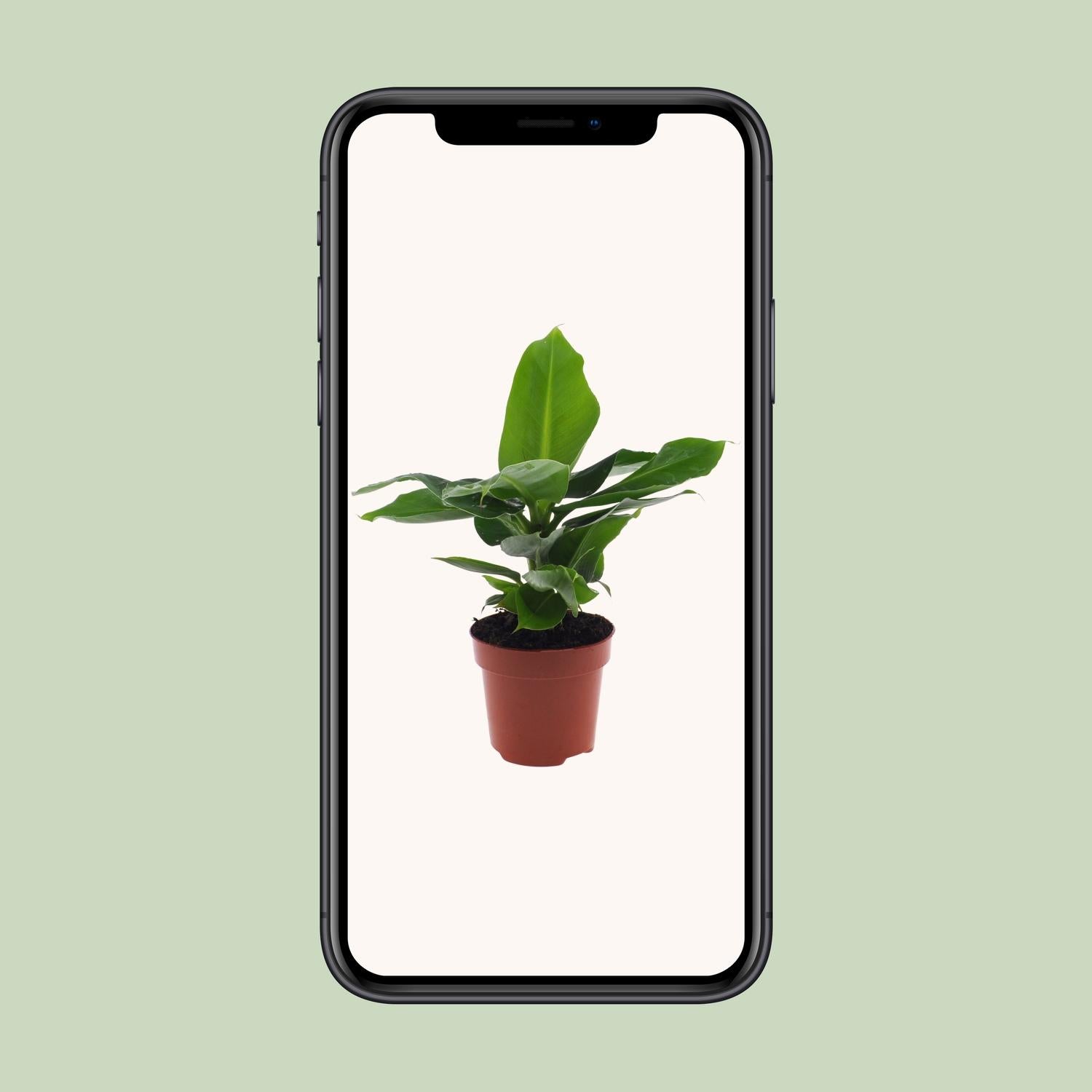 Musa Oriental Dwarf - Ø12cm - ↕25cm in a brown terracotta pot against a light background, showcasing a green tropical plant.