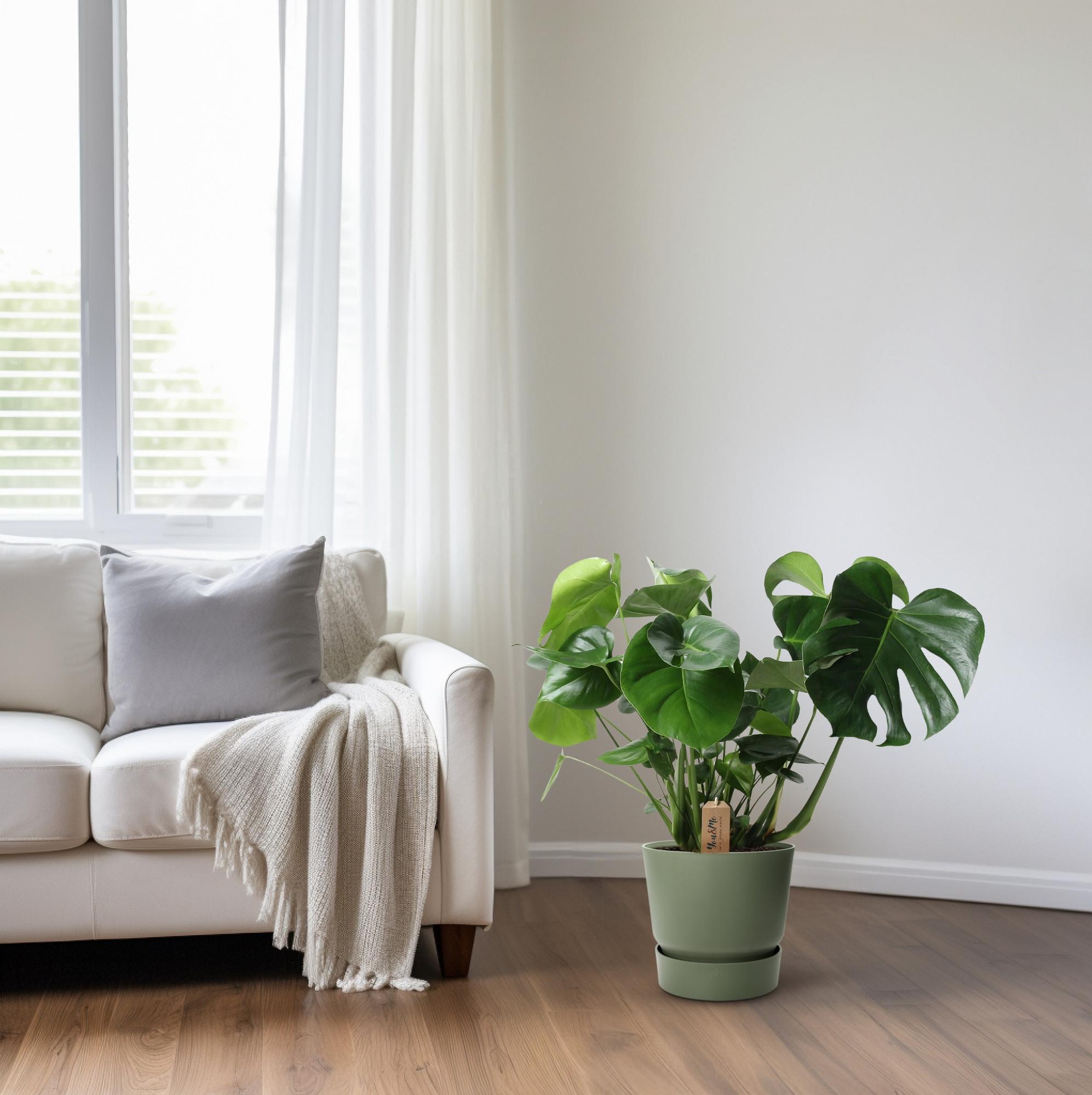 Monstera In Basket Palmleaf - Ø21cm - ↕60cm, groene kamerplant in lichte woonkamer bij bank, plantenpot in groene kleur.