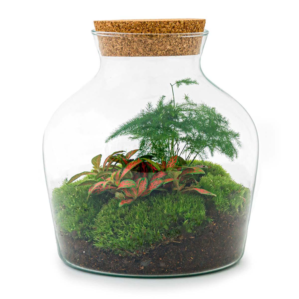 DIY terrarium - Little Joe - ↕ 21,5 cm - Normal met groene planten in glazen pot met kurken deksel.