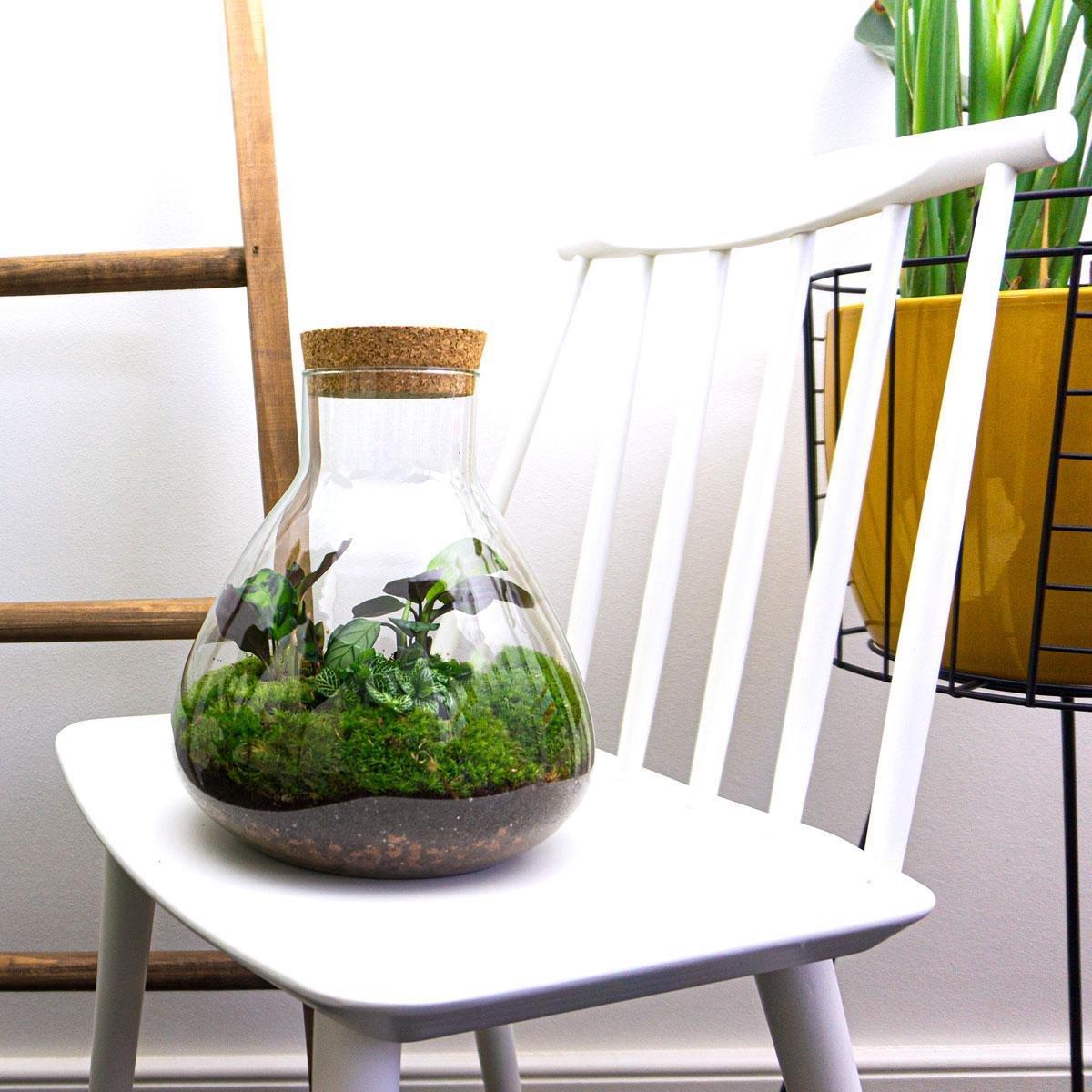 DIY terrarium – Sammie – ↕ 27 cm met groene planten en mos in glazen pot met kurken deksel op een witte stoel.