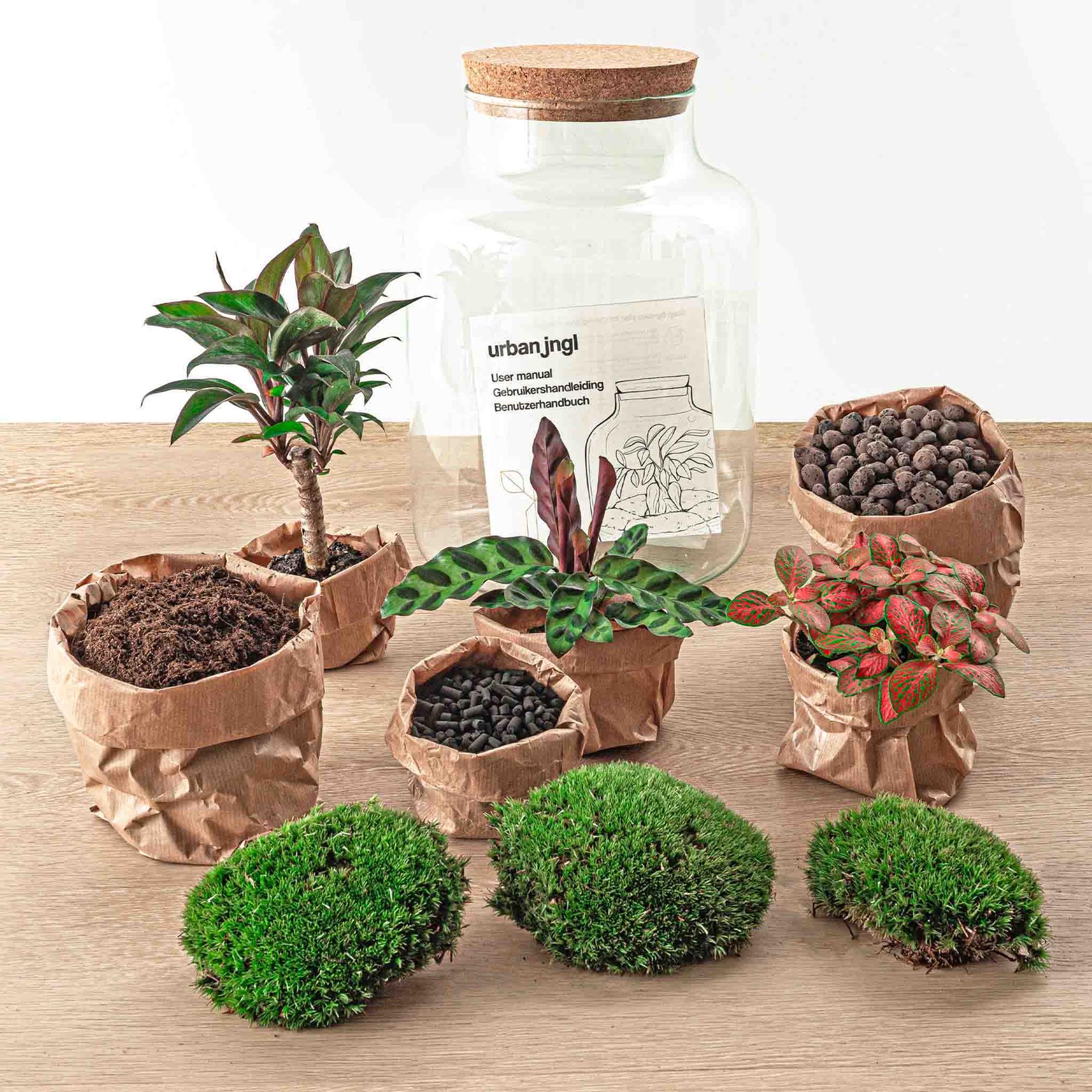 DIY terrarium - Milky Palm - ↕ 30 cm with potted plants, brown paper pots, and green moss, on a wooden surface.