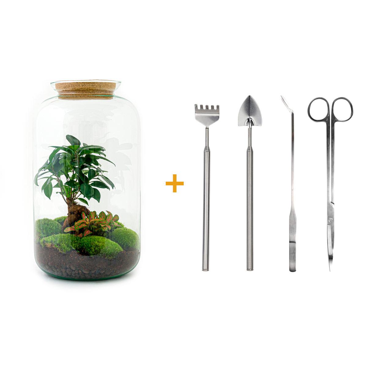 DIY terrarium - Sven Bonsai - ↕ 43 cm with green plant, glass pot, rake, shovel, tweezer, and scissors.