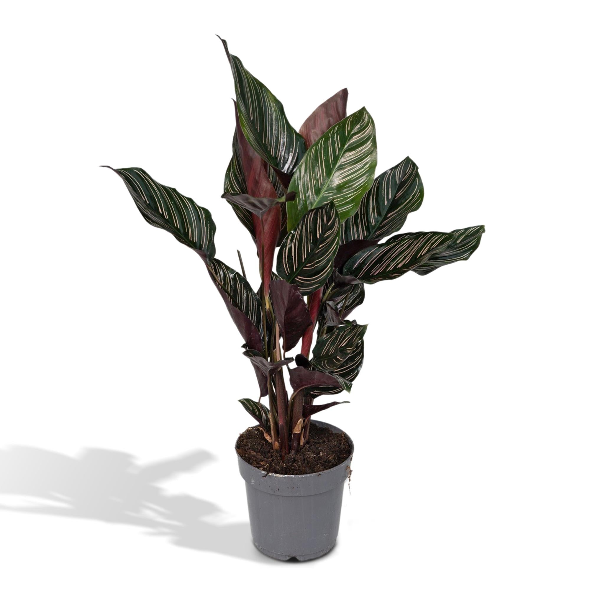 Calathea Ornata - Ø14cm - ↕50cm, groene plant in grijze pot, opvallende bladeren, geschikt voor terrarium.