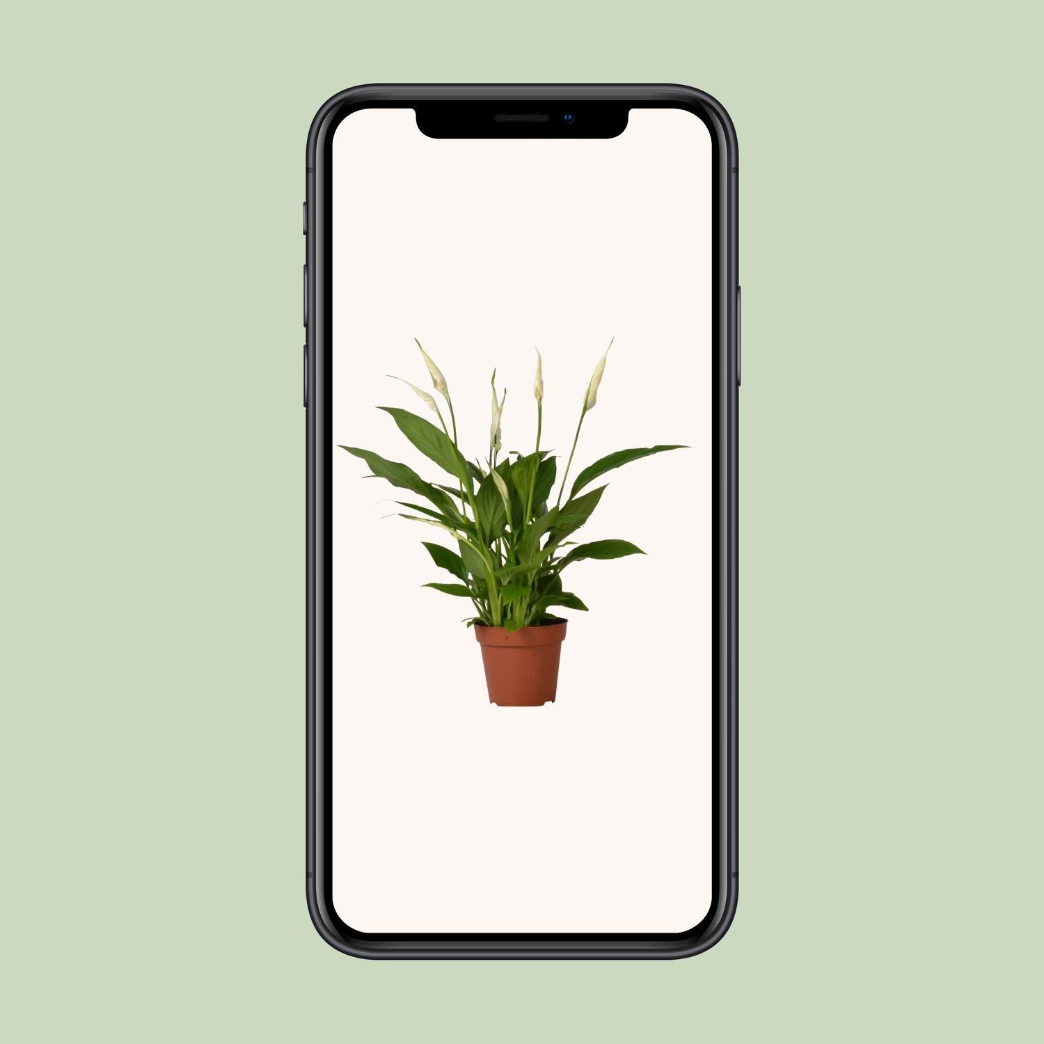 Spathiphyllum Bingo Cupido - Ø12cm - ↕45cm in a brown pot, displayed on a smartphone against a light background.