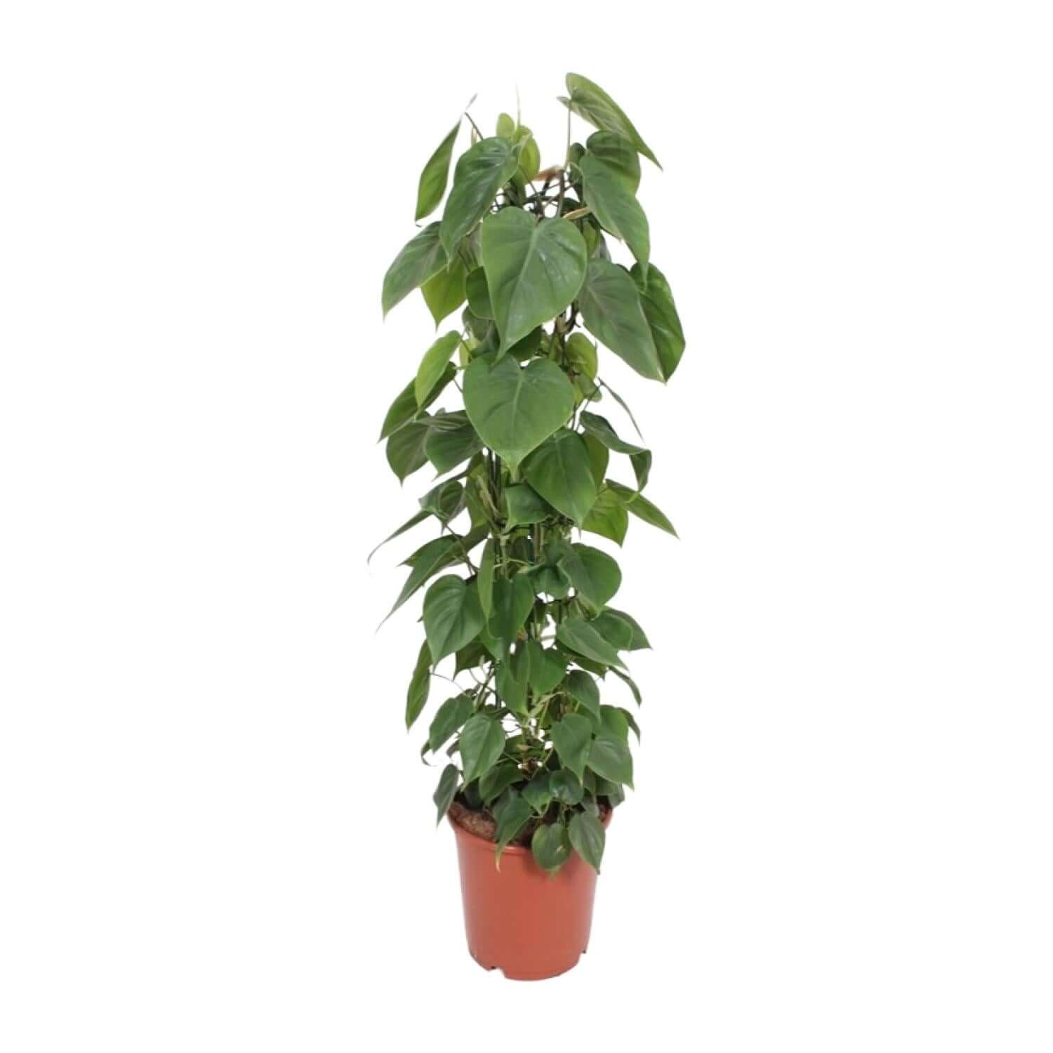 Philodendron Scandens - Ø24cm - ↕120cm in a terracotta plantenpot, tall green plant with heart-shaped leaves.