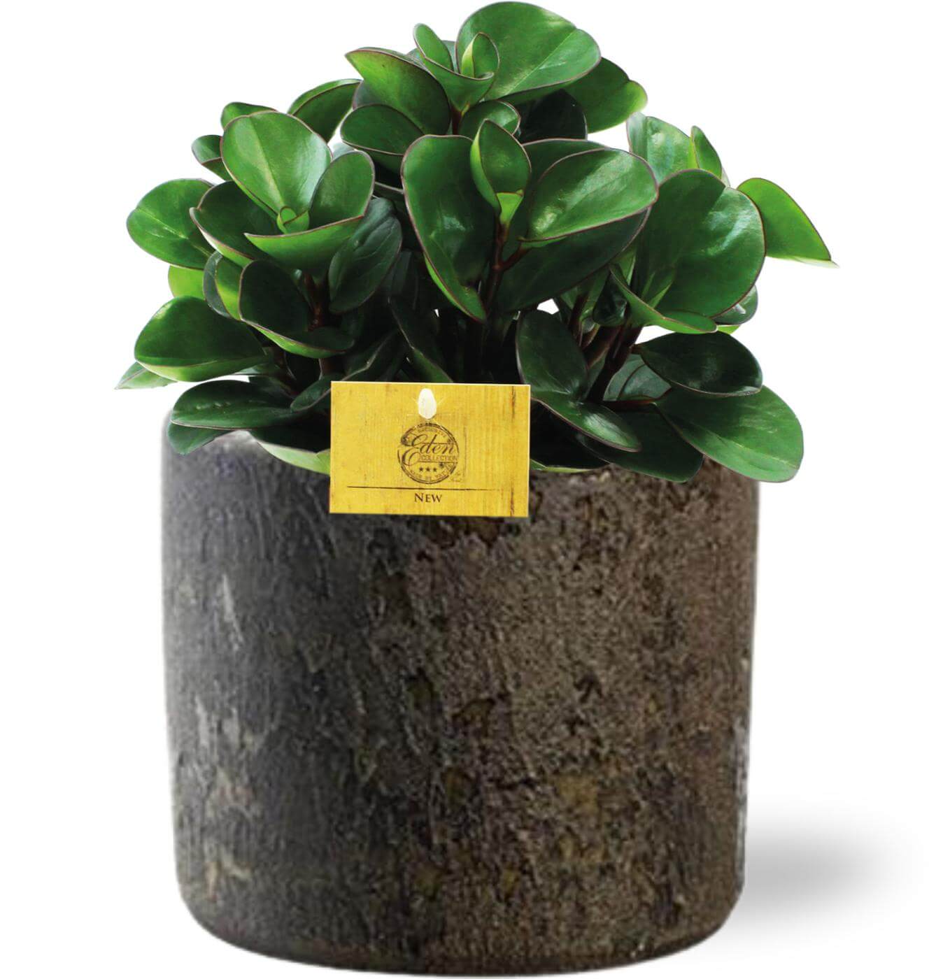 Kamerplanten met Bruine Pot