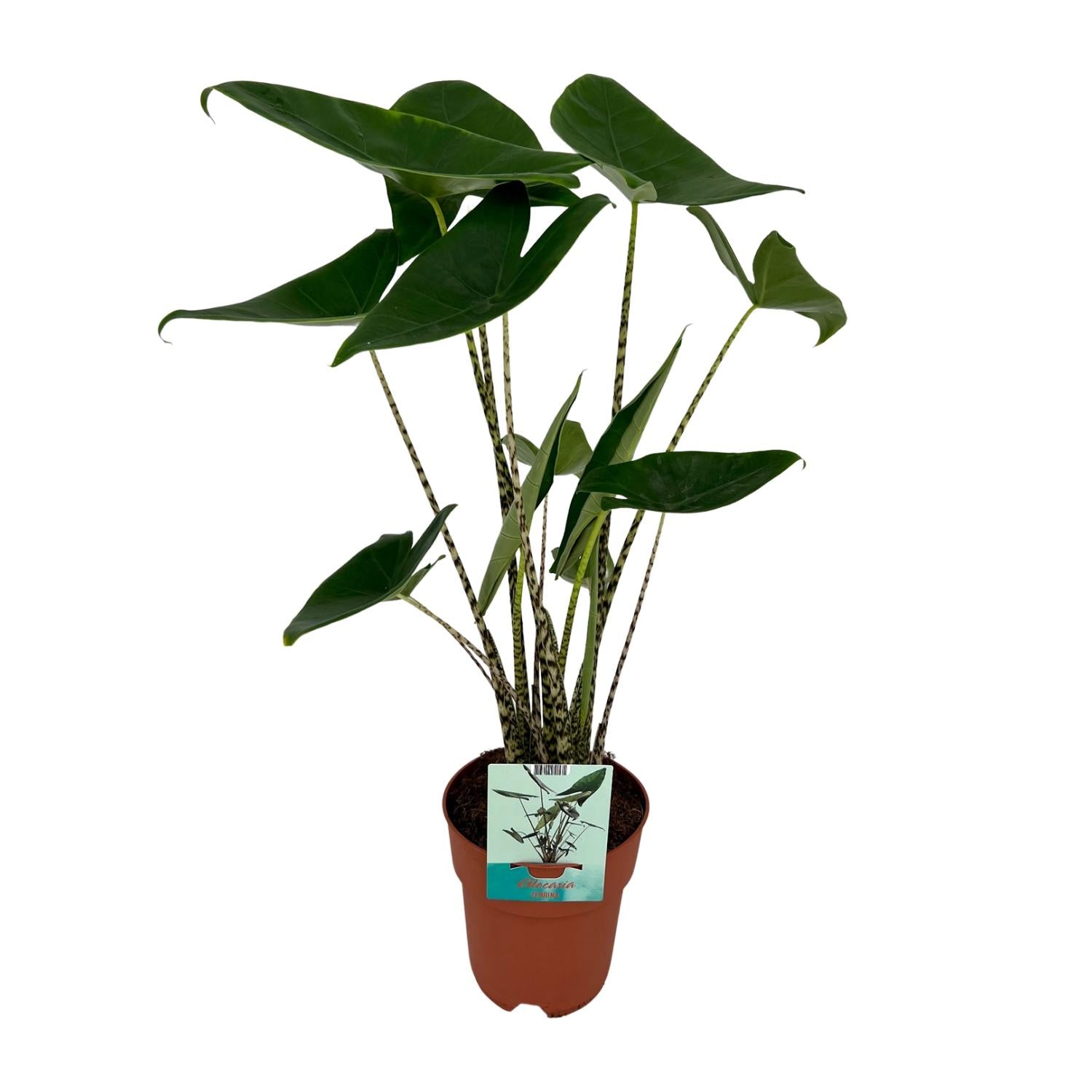Alocasia Zebrina - Elephant ear - Ø19cm - ↕75cm, groene plant in terracotta plantenpot, vijf lange bladeren.