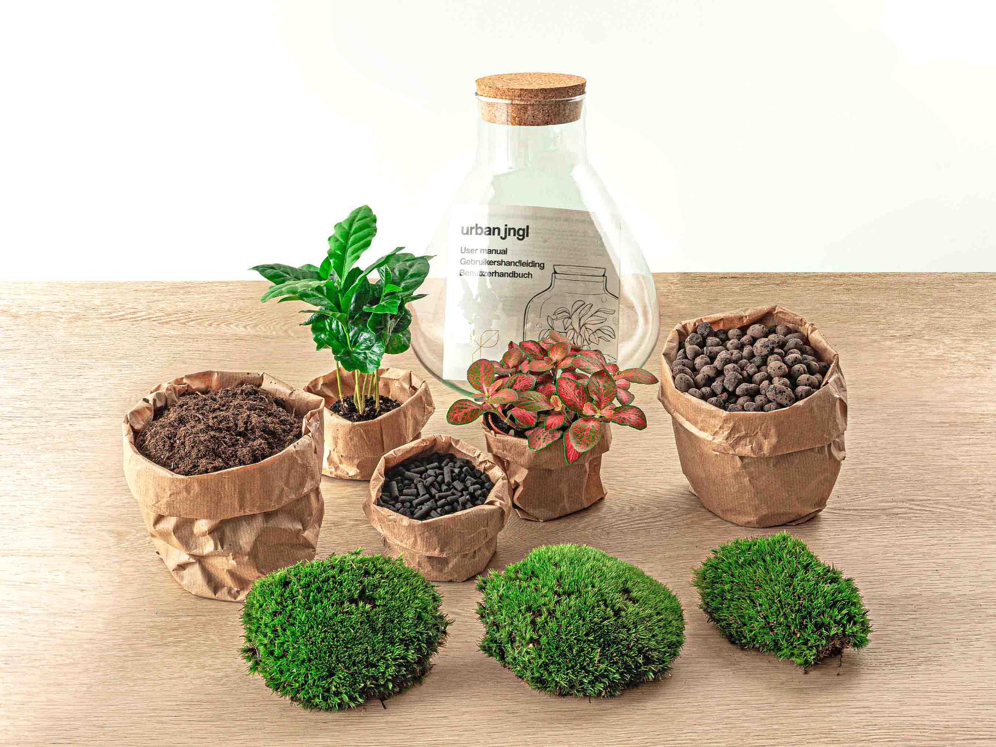 DIY terrarium - Sammie Coffea - ↕ 26 cm - Normal. Planten, potten en mos voor terrarium op een houten tafel.