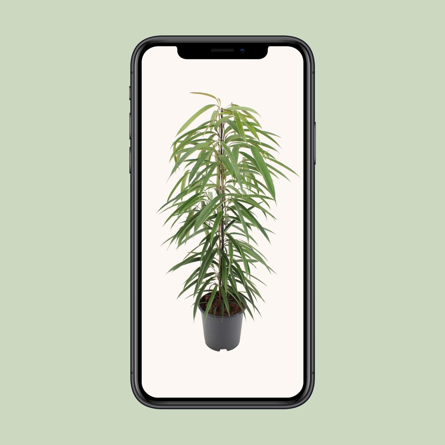 Ficus Binnendijkii Alii - Ø21cm - ↕80cm in zwart plantenpot, weelderige groene bladeren, weergegeven op smartphone.