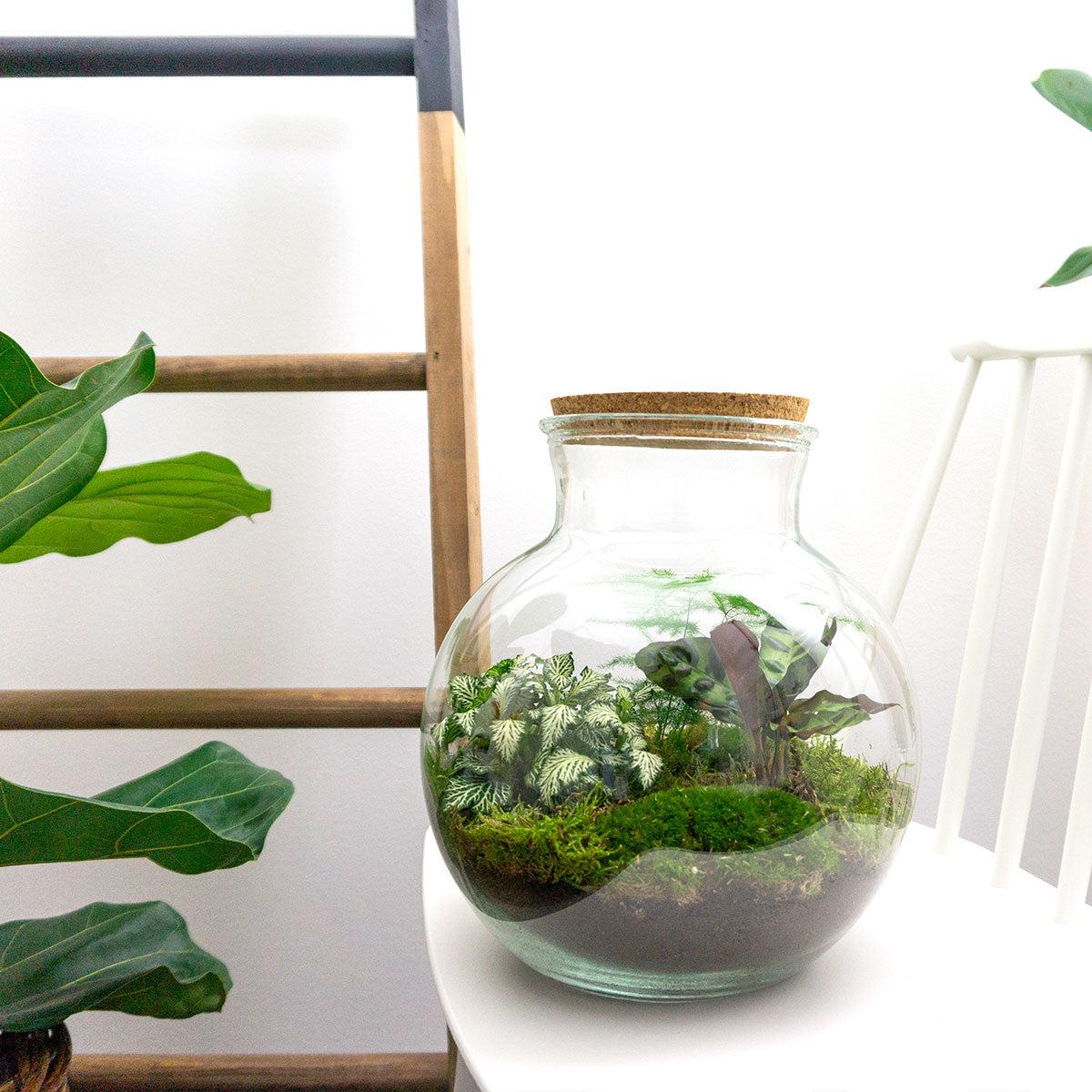 DIY terrarium - Teddy - ↕ 26,5 cm - Normal in glass pot with green plants and moss on white background.