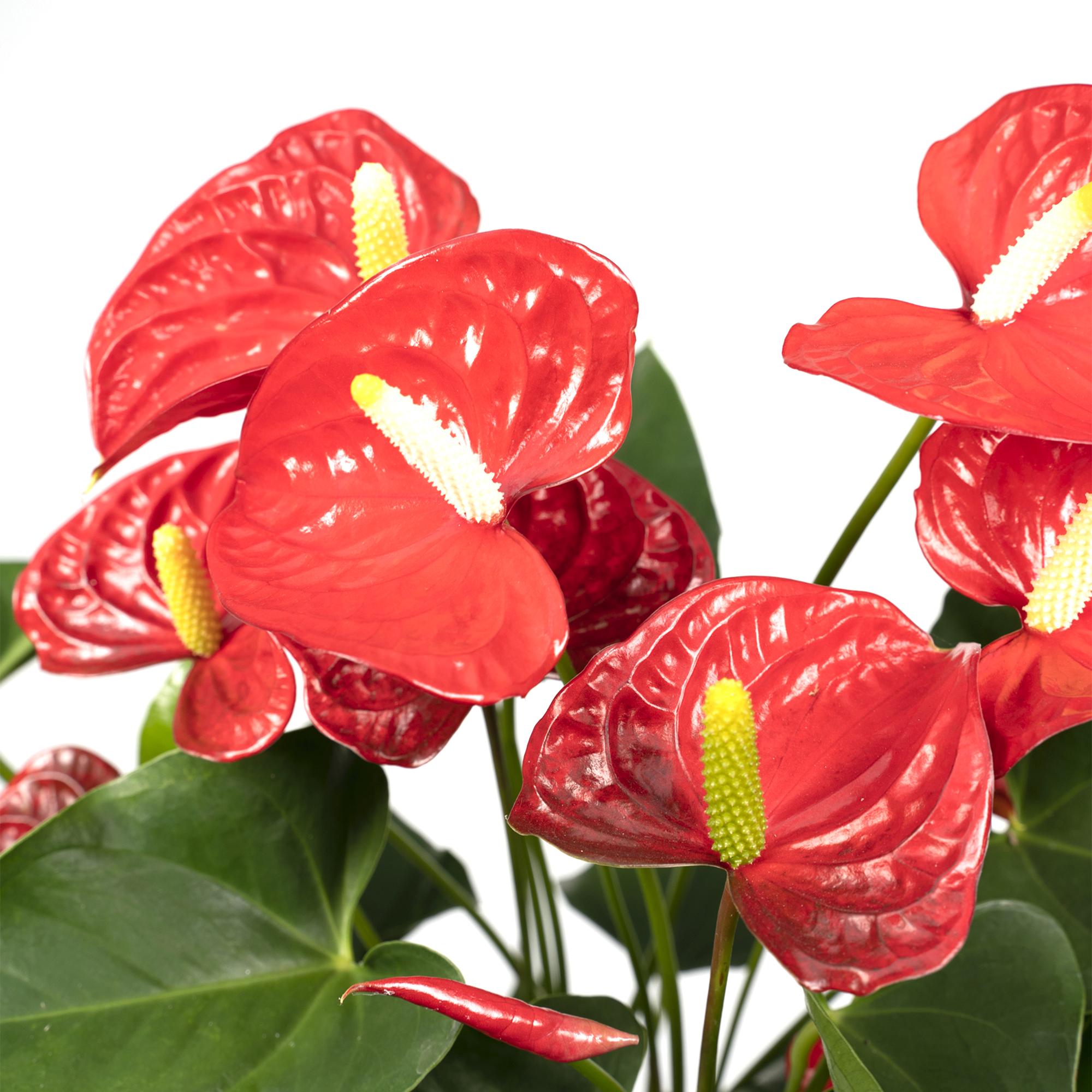 Anthurium Red - Ø17cm - ↕55cm - Ø17cm - ↕55cm, kamerplant met helderrode bloemen in groene plantenpot.