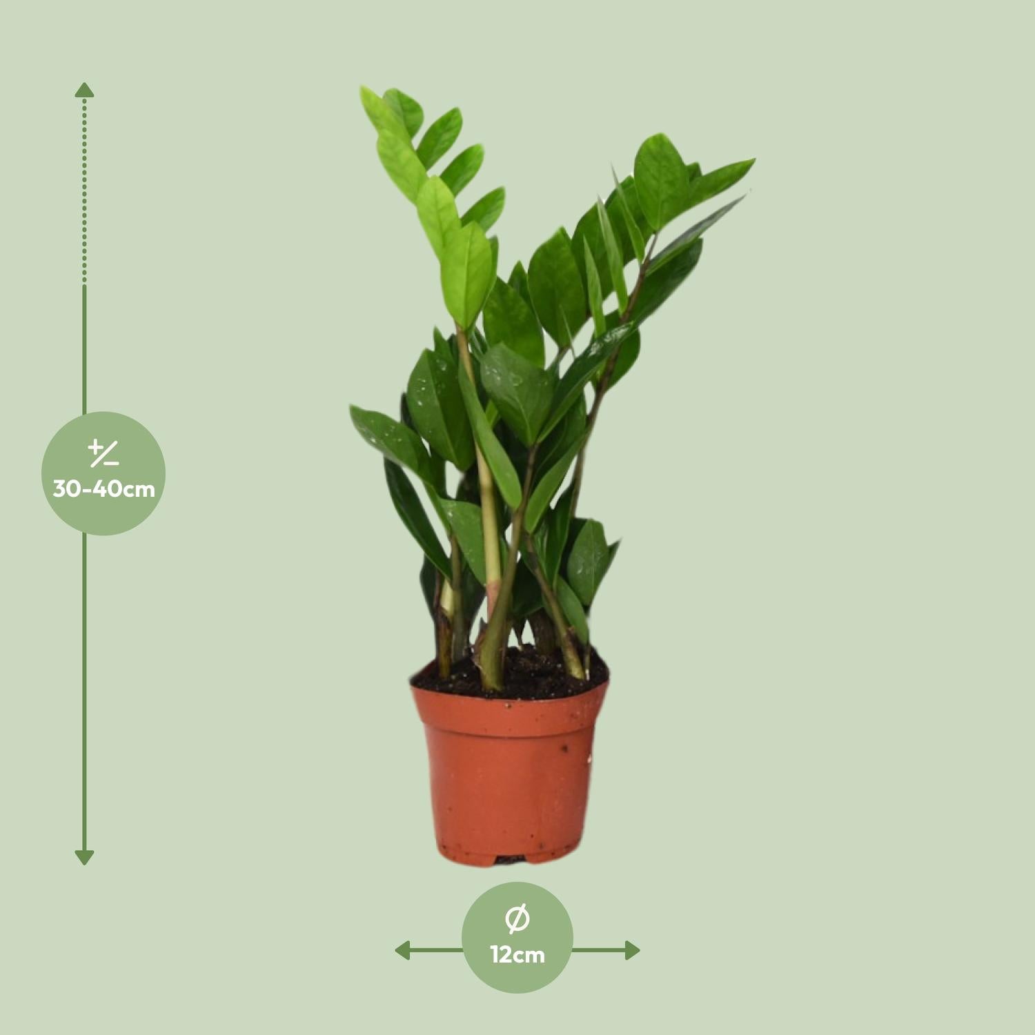 Zamioculcas Zamiifolia - Ø12cm - ↕40cm, groene plant in een terracotta plantenpot met glossy bladeren tegen een groene achtergrond.
