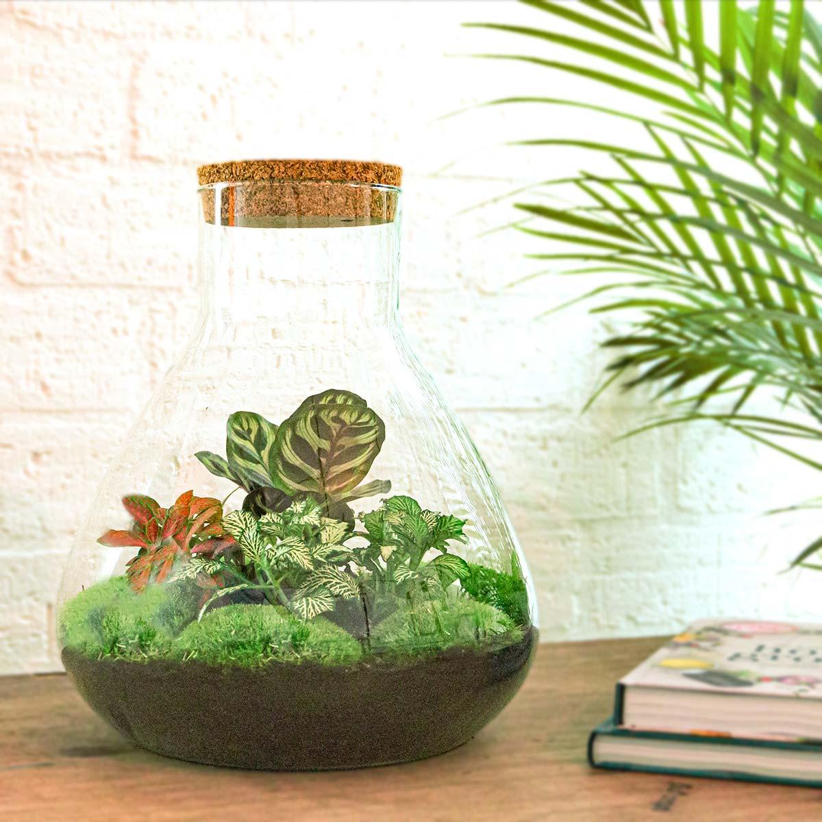 DIY terrarium - Sam XL Red - ↕ 35 cm - Normal, glazen pot met groene planten en mos, Ø 30 cm, op tafel.