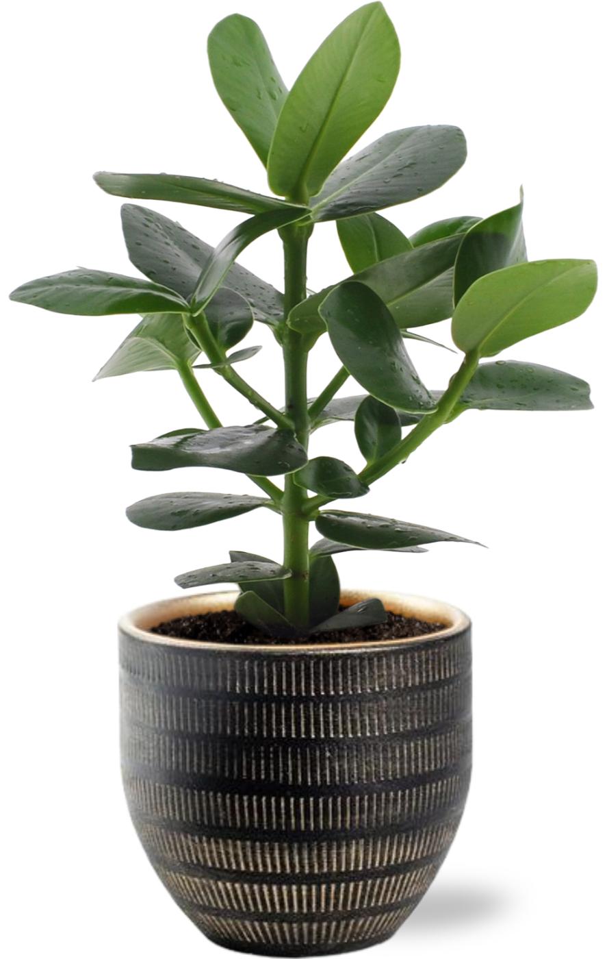 Clusia Rosea Princess - Ø12cm - ↕15cm + Beau Pot D14x13cm - Black in stylish black planter, green leaves, suitable for terrarium, kamerplant.