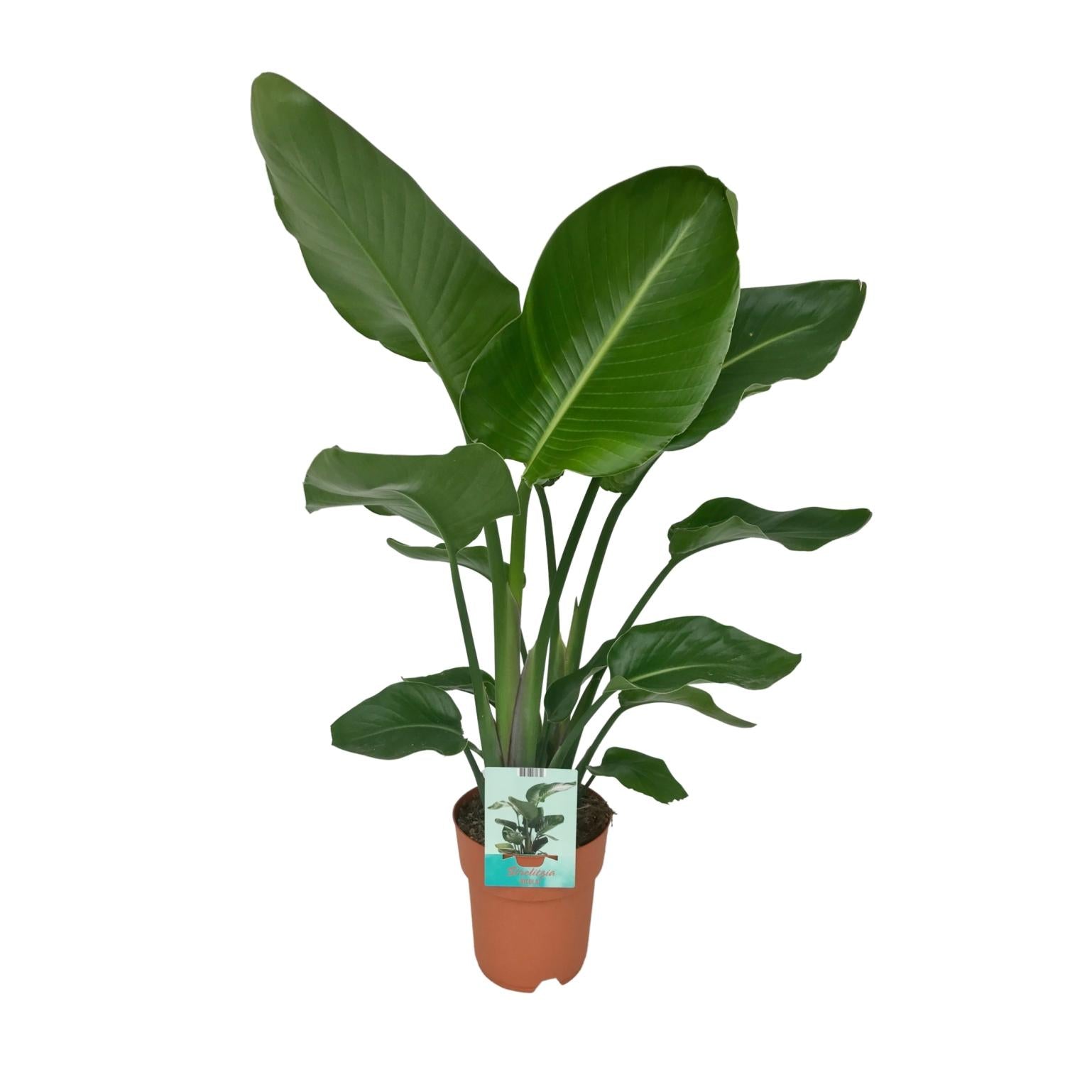 Strelitzia Nicolai - Bird of paradise plant - Ø19cm - ↕90cm in terracotta pot, lush green leaves, indoor setting.