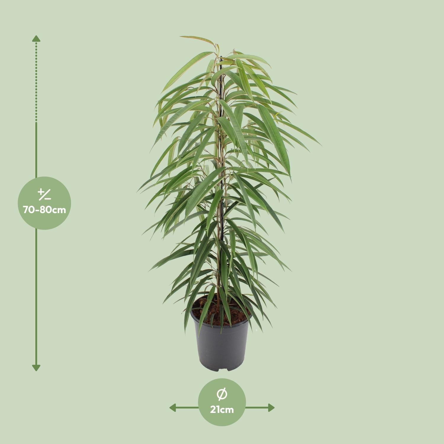 Ficus Binnendijkii Alii - Ø21cm - ↕80cm in zwarte plantenpot, groene kamerplant met slanke stam, ideal voor terrarium.